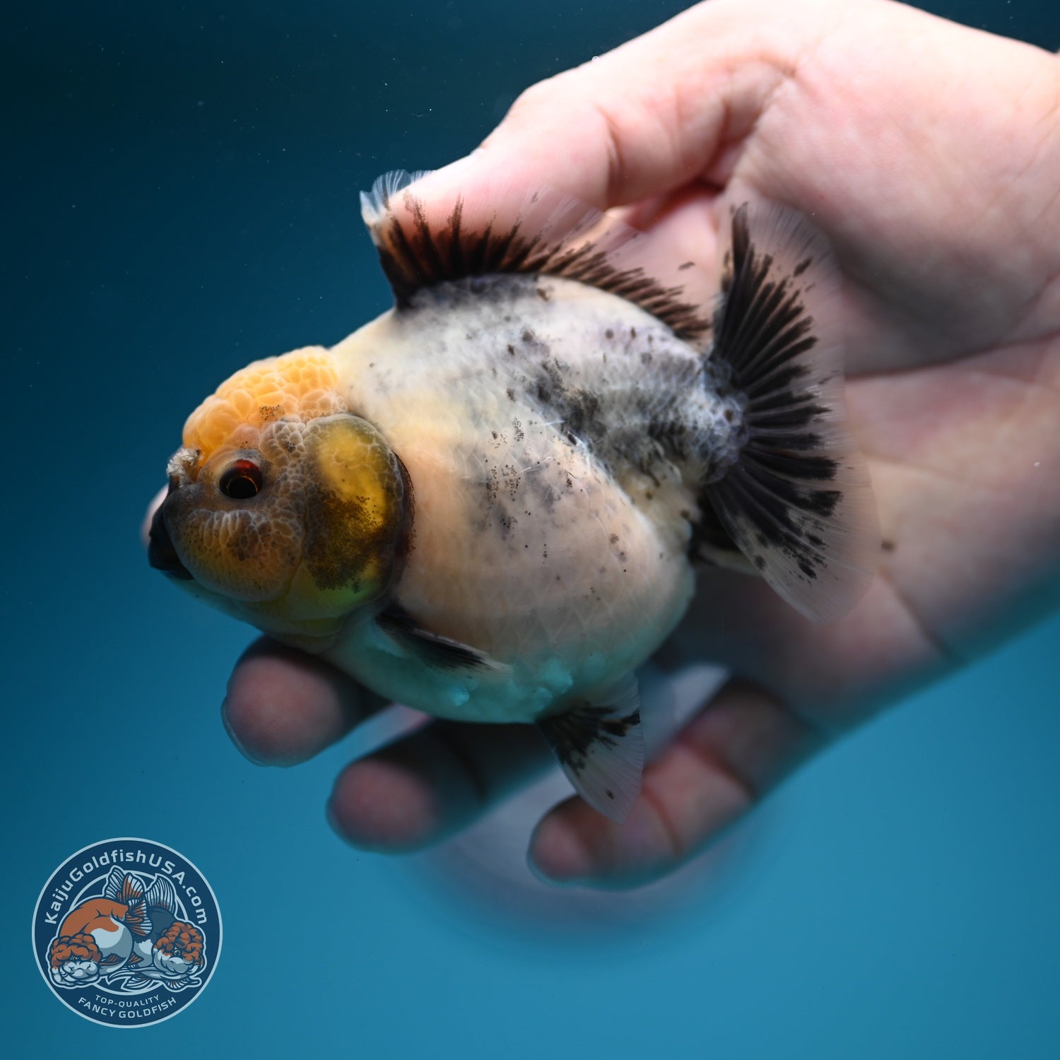 Shogun Cookies and Cream Oranda 3.2 inch Body (260724_OR06)