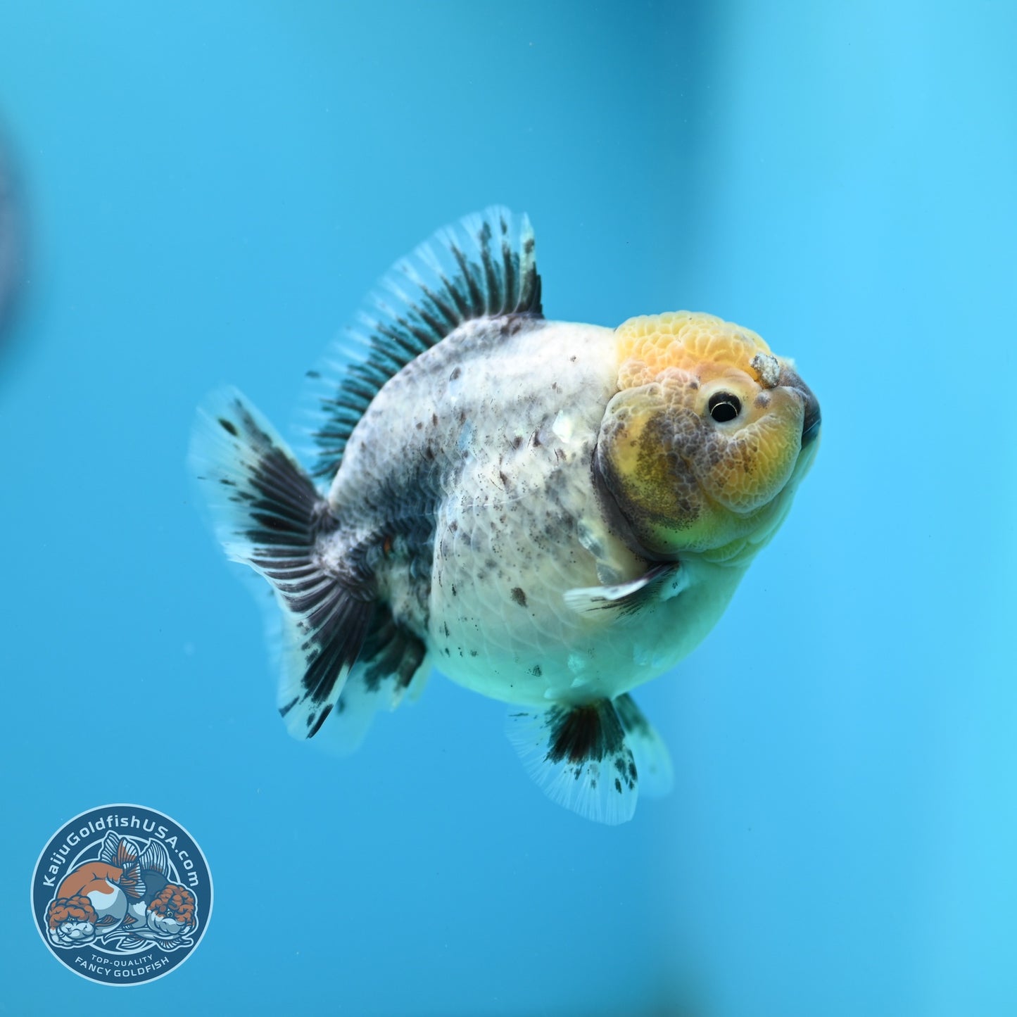 Shogun Cookies and Cream Oranda 3.2 inch Body (260724_OR06)