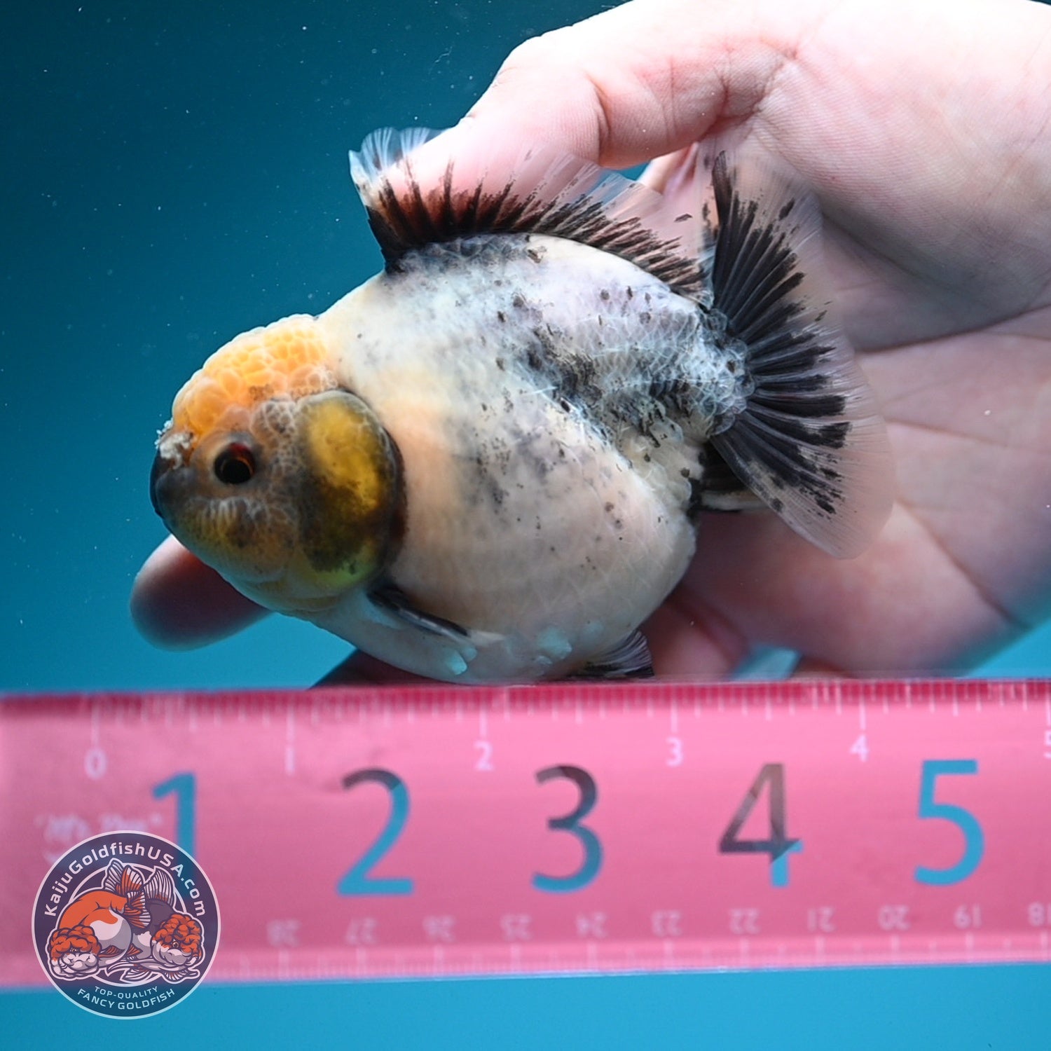Shogun Cookies and Cream Oranda 3.2 inch Body (260724_OR06)