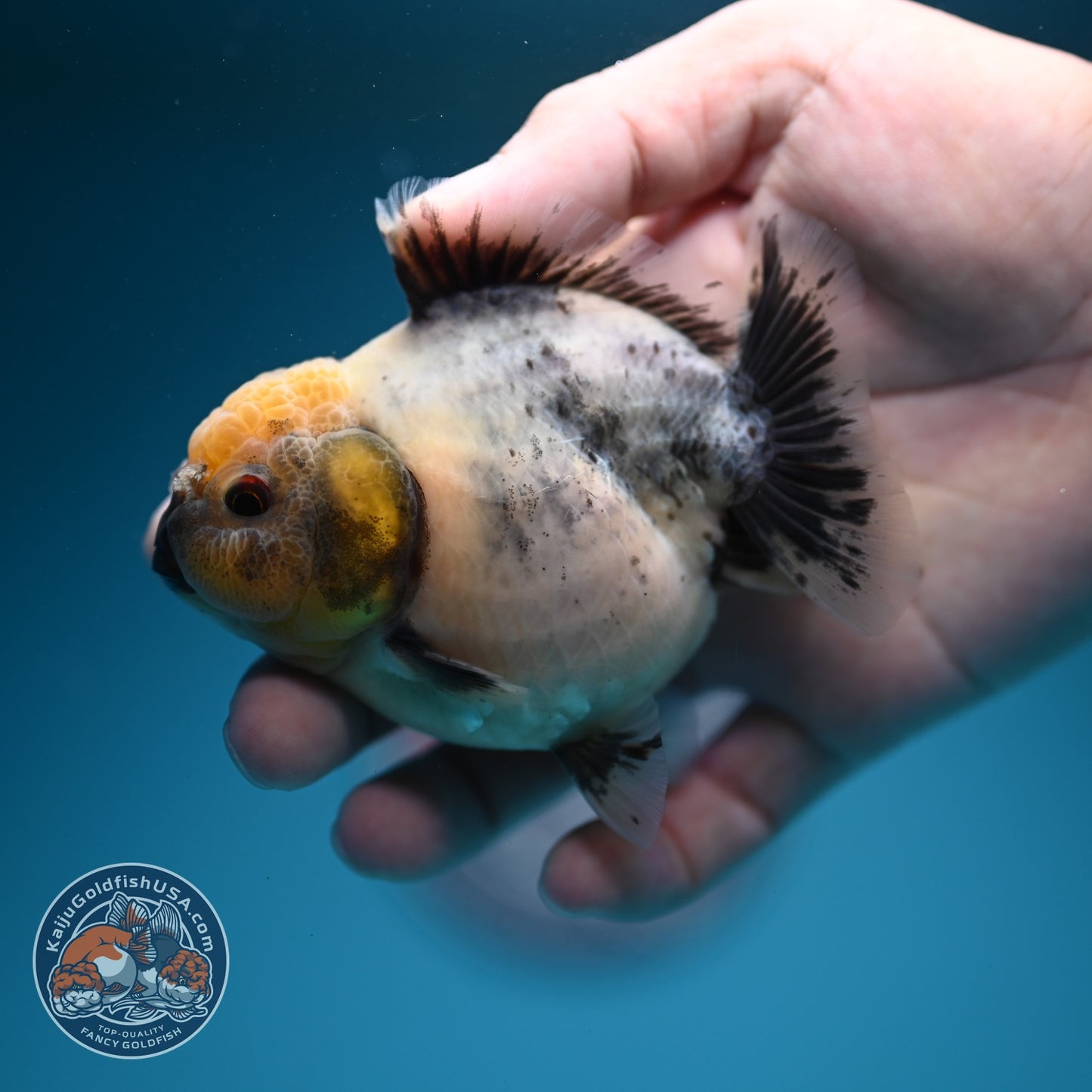 Shogun Cookies and Cream Oranda 3.2 inch Body (260724_OR06)