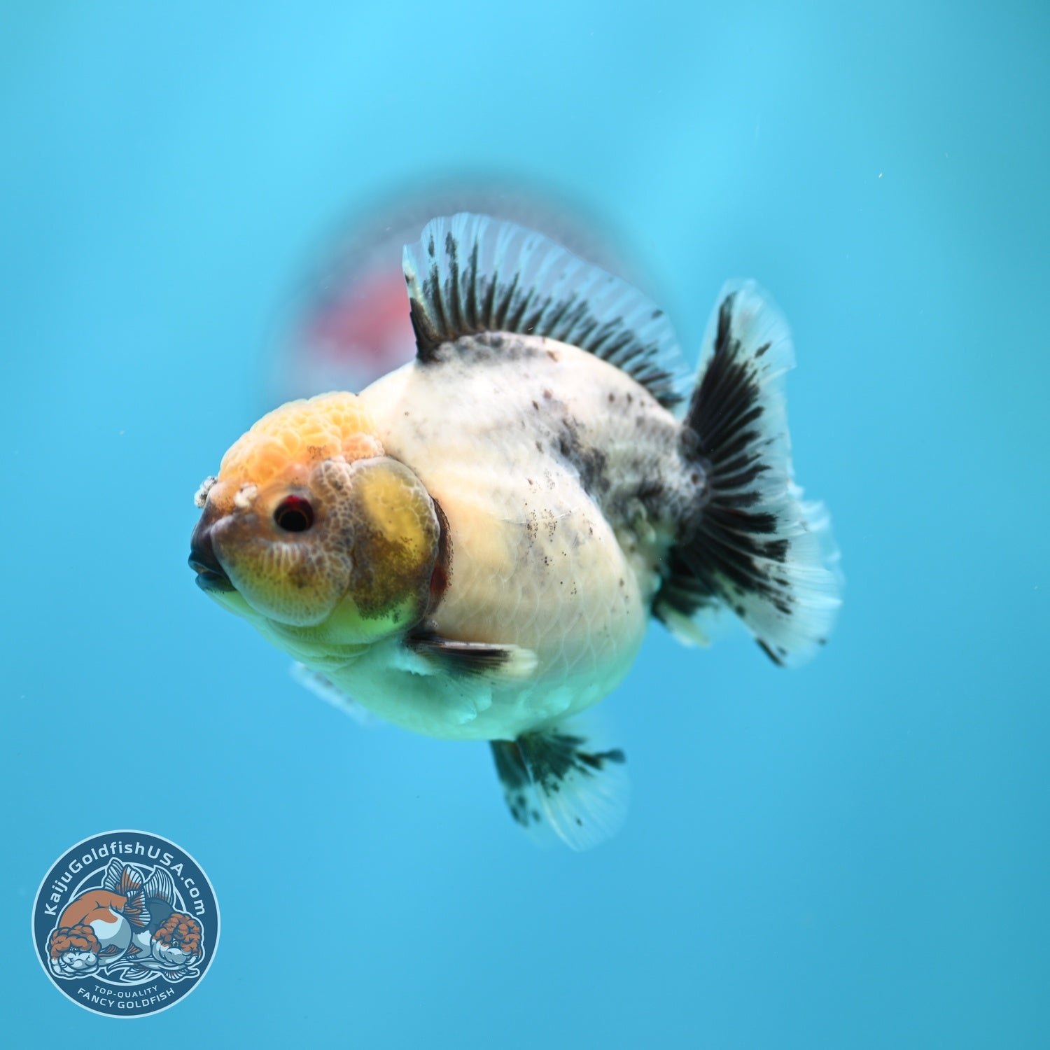 Shogun Cookies and Cream Oranda 3.2 inch Body (260724_OR06)