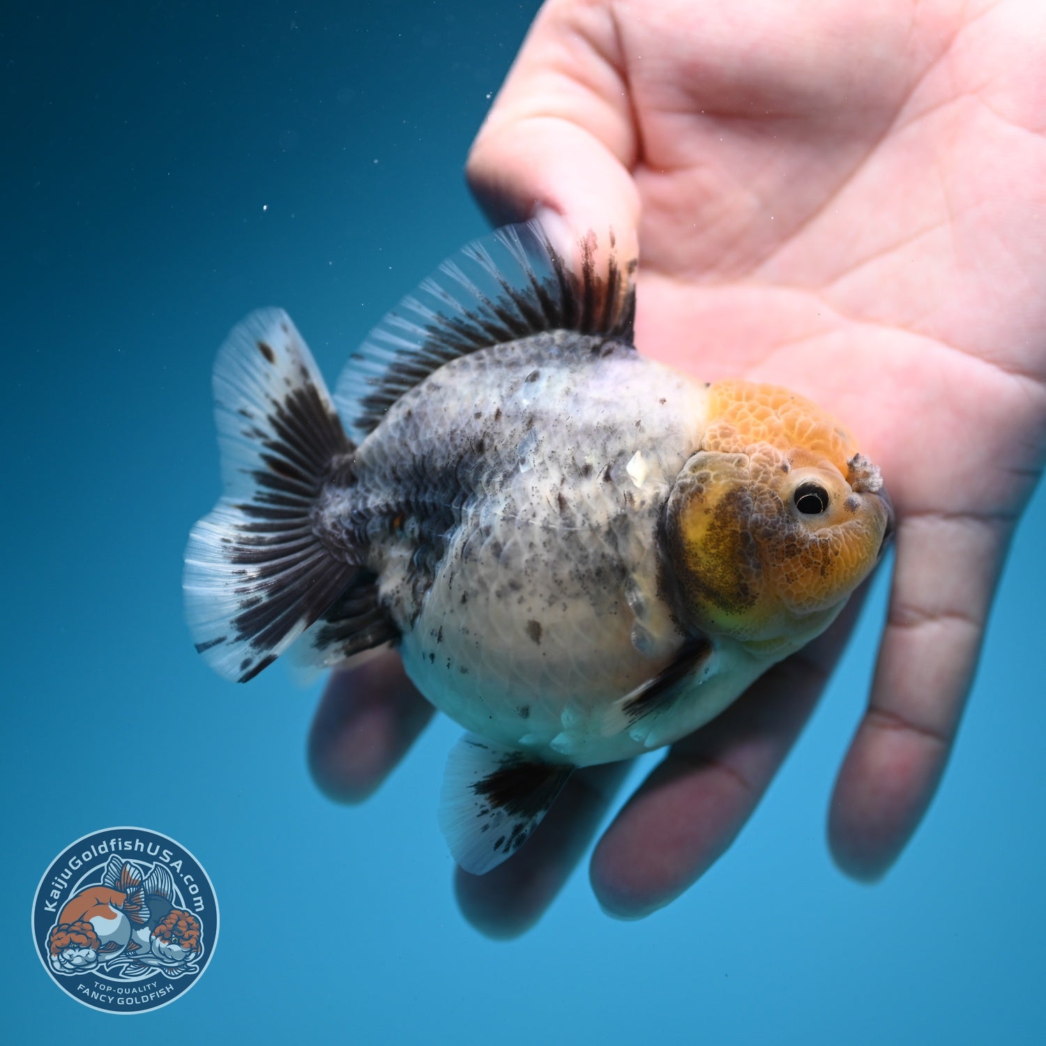 Shogun Cookies and Cream Oranda 3.2 inch Body (260724_OR06)