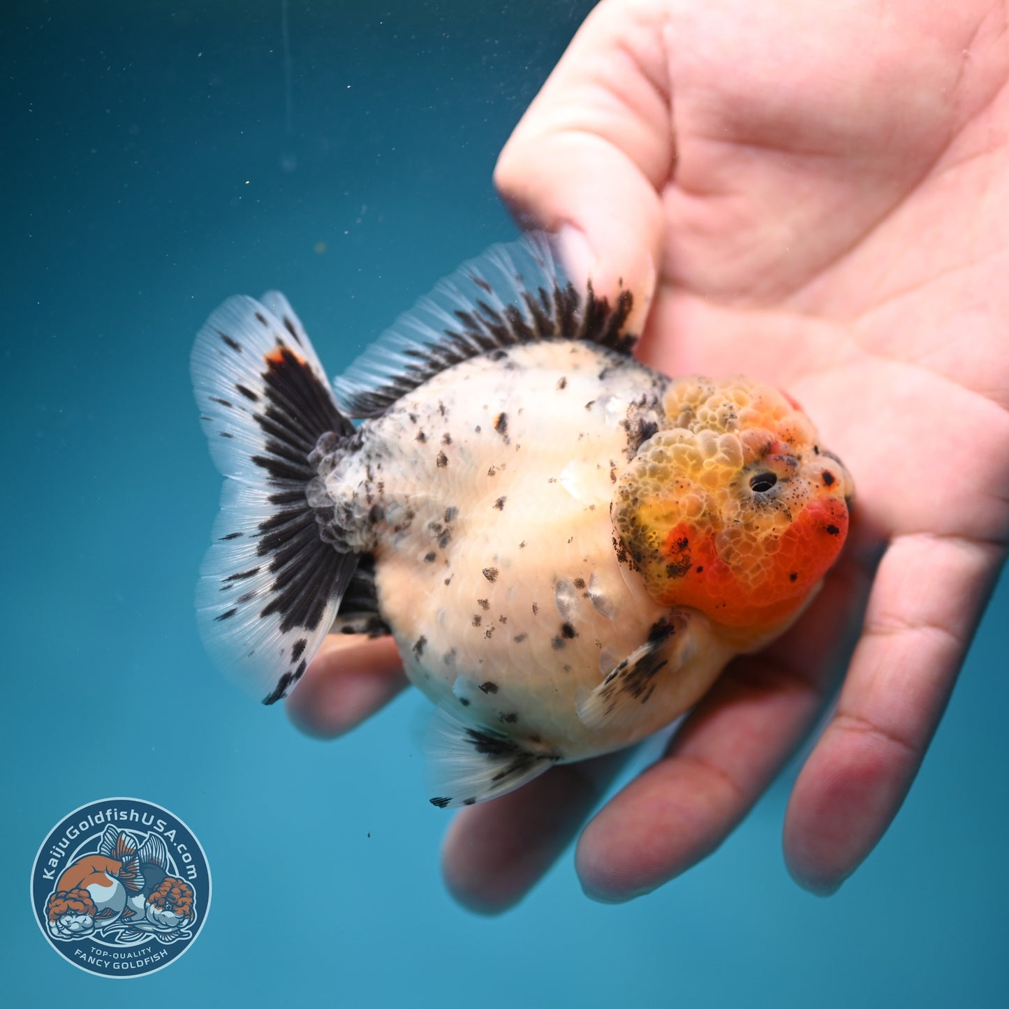 Shogun Galaxy Oranda 3 inch Body (260814_OR09)