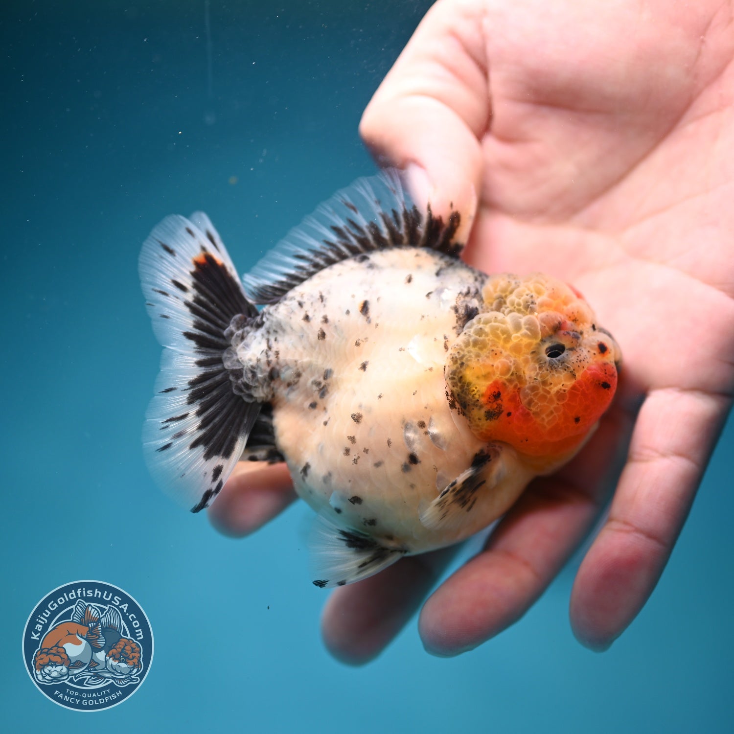 Shogun Galaxy Oranda 3 inch Body (260814_OR09)
