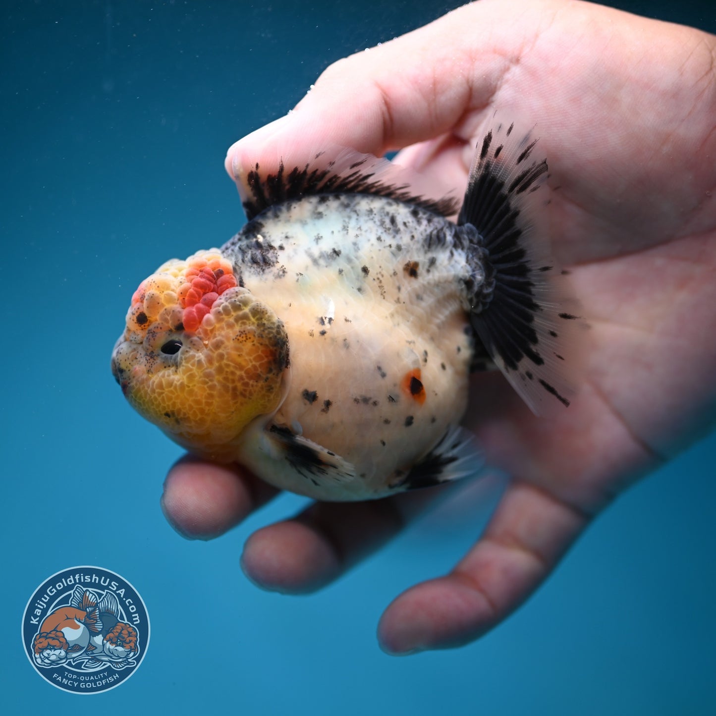 Shogun Galaxy Oranda 3 inch Body (260814_OR09)