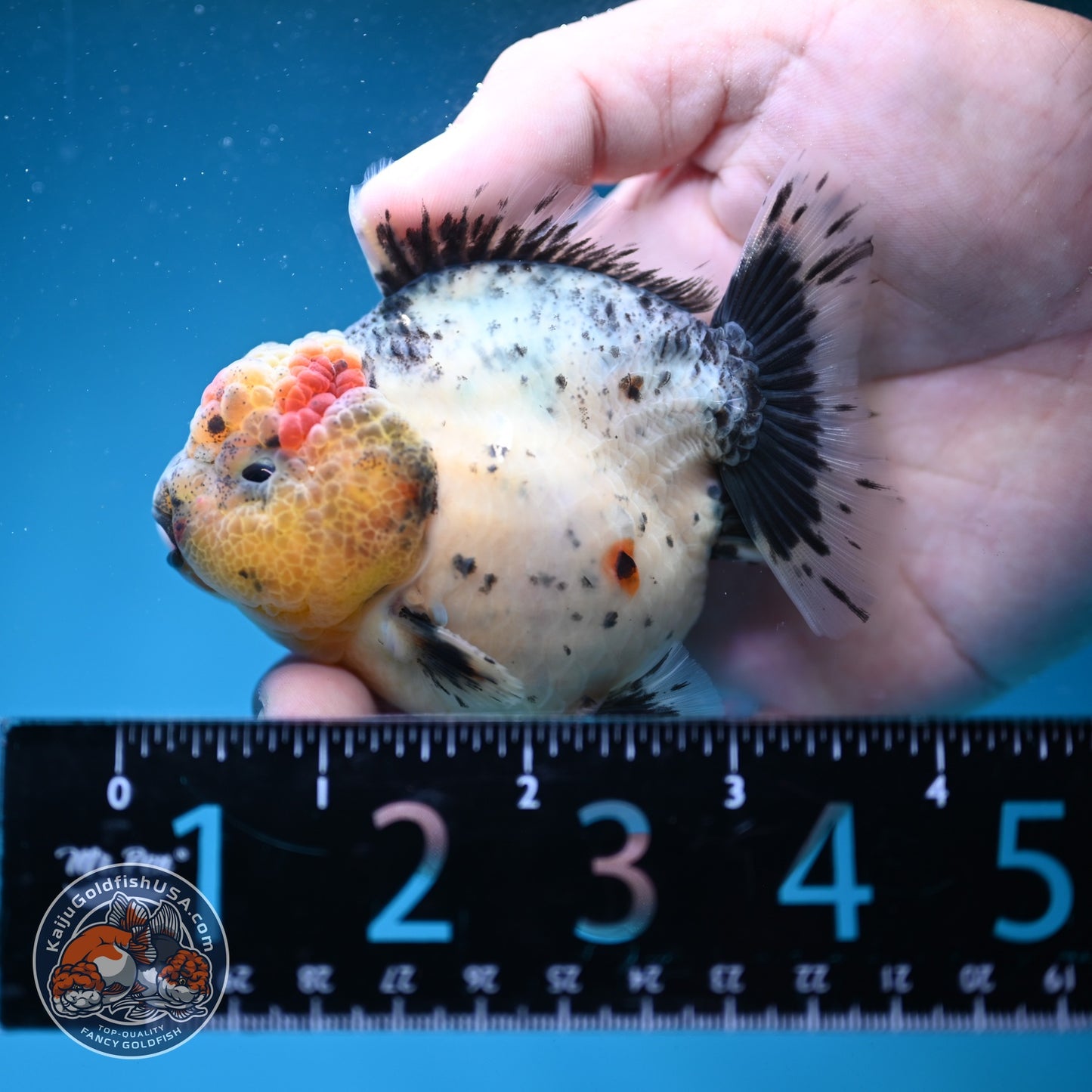 Shogun Galaxy Oranda 3 inch Body (260814_OR09)