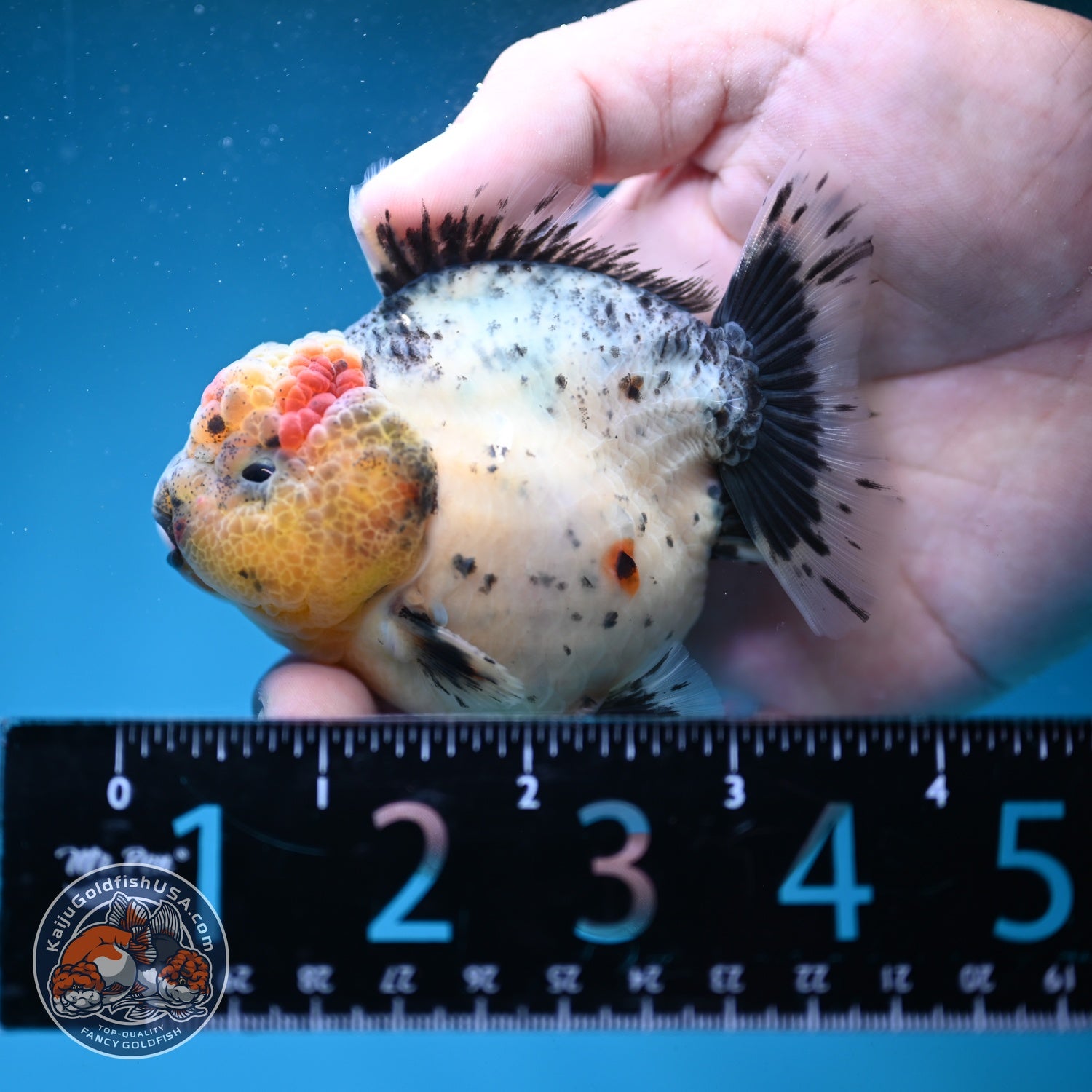 Shogun Galaxy Oranda 3 inch Body (260814_OR09)