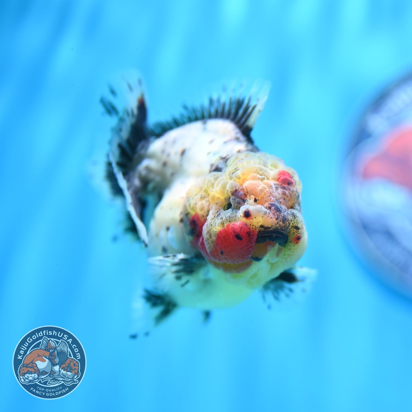 Shogun Galaxy Oranda 3 inch Body (260814_OR09)