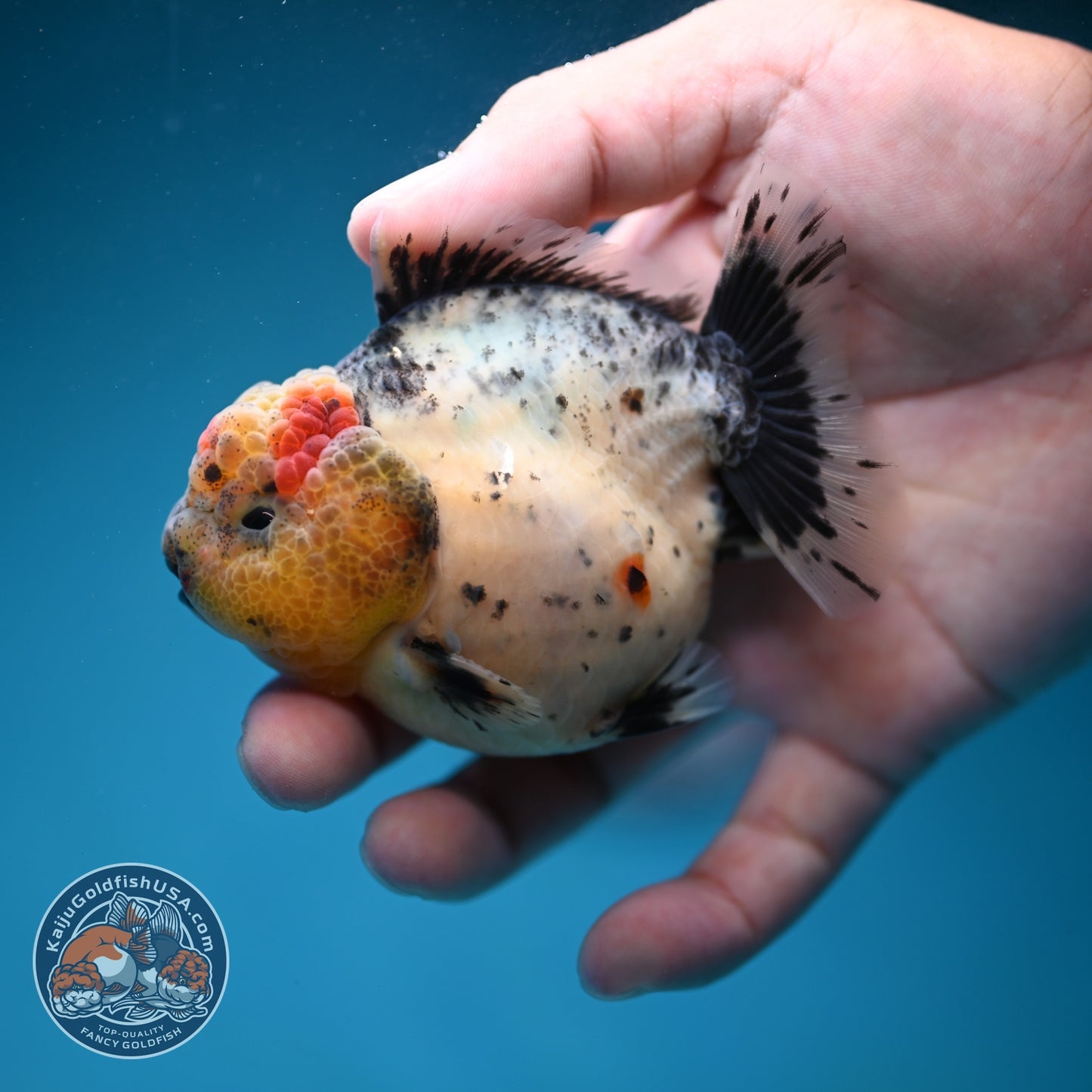Shogun Galaxy Oranda 3 inch Body (260814_OR09)