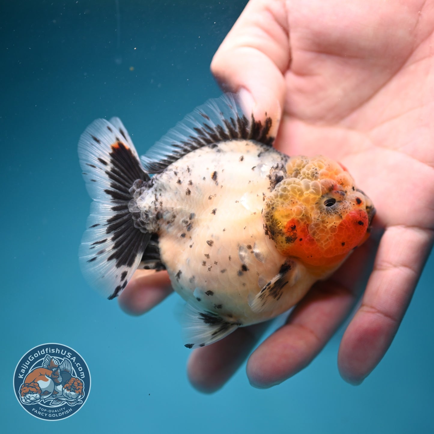 Shogun Galaxy Oranda 3 inch Body (260814_OR09)