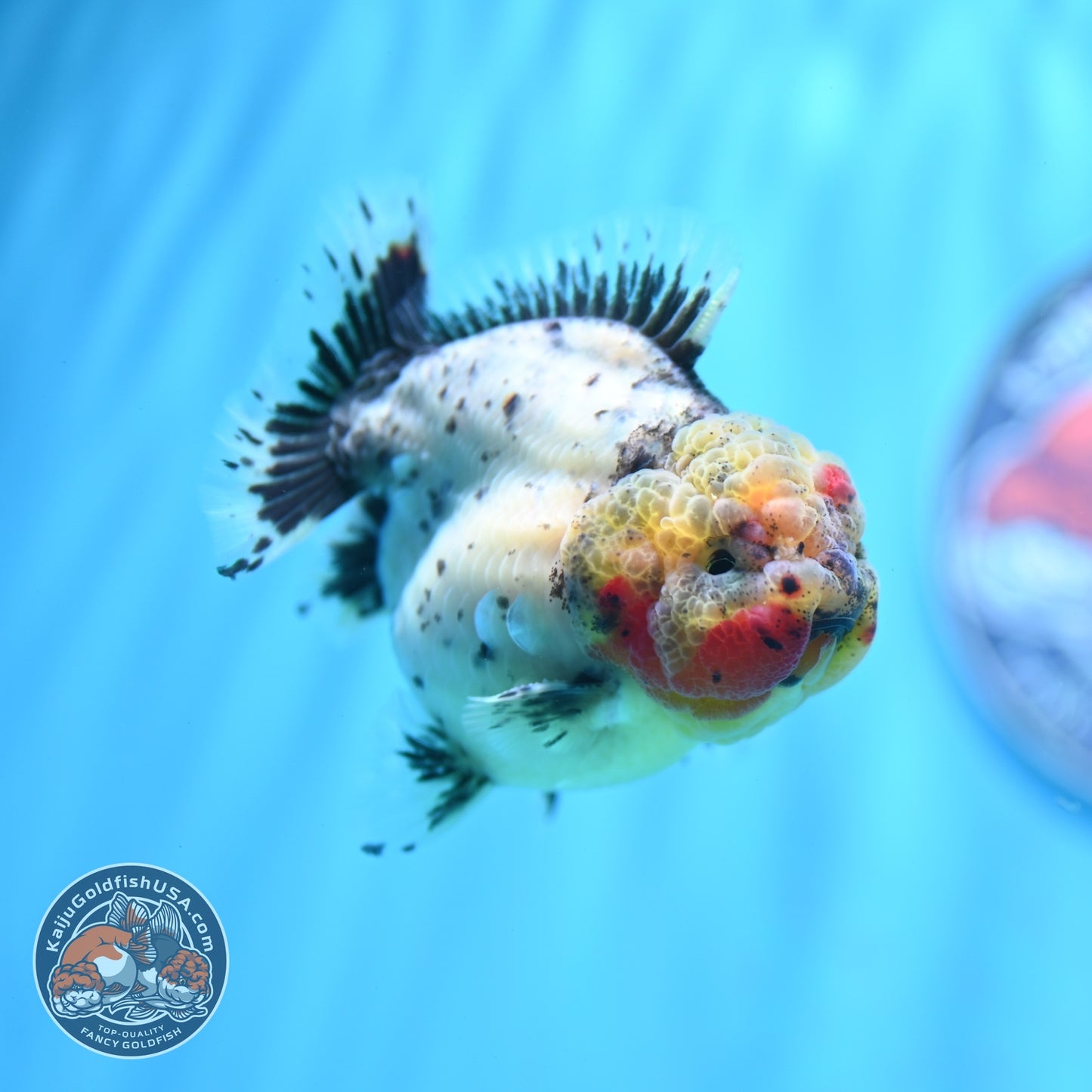 Shogun Galaxy Oranda 3 inch Body (260814_OR09)
