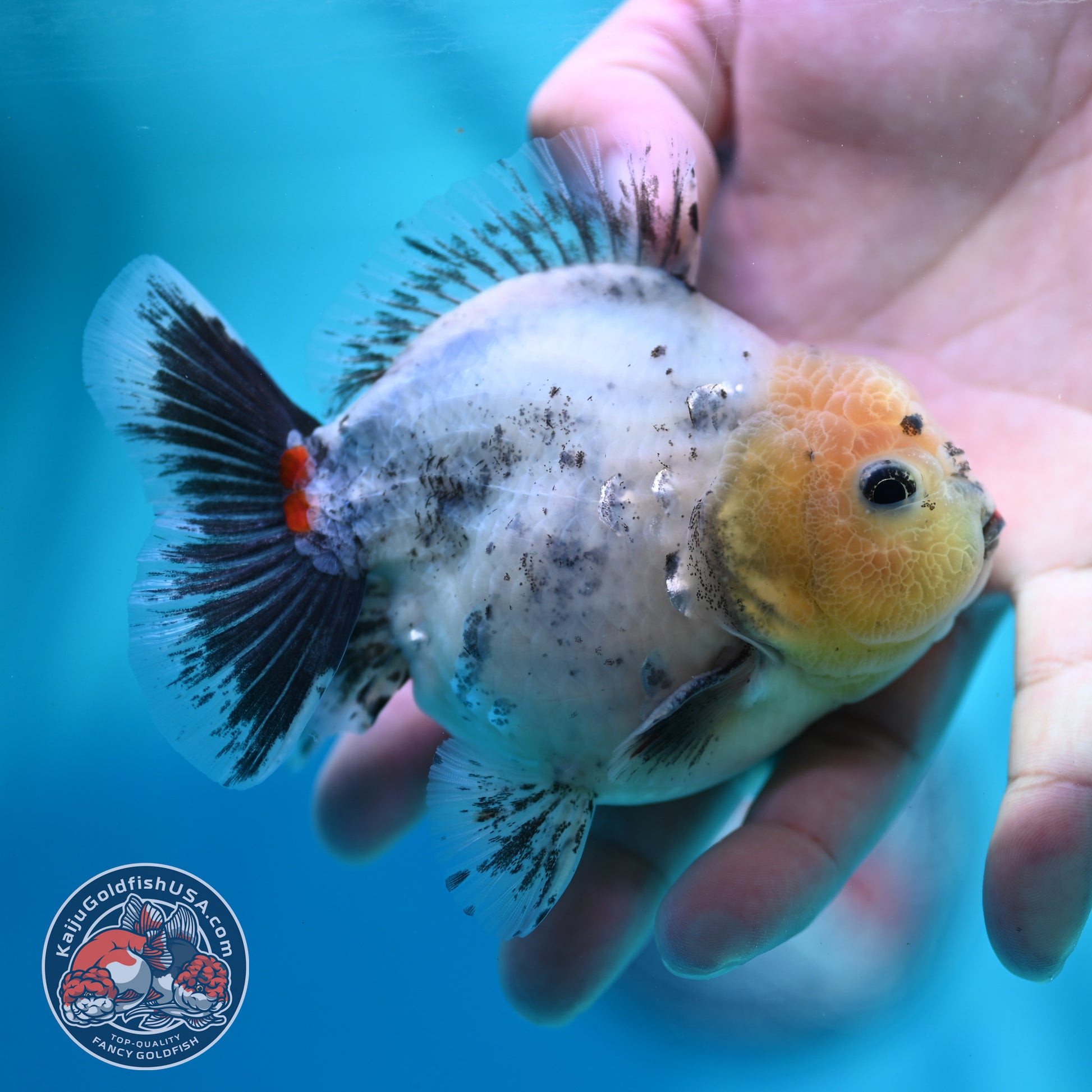 Shogun Galaxy Oranda 4 inch Body (260515_OR14)
