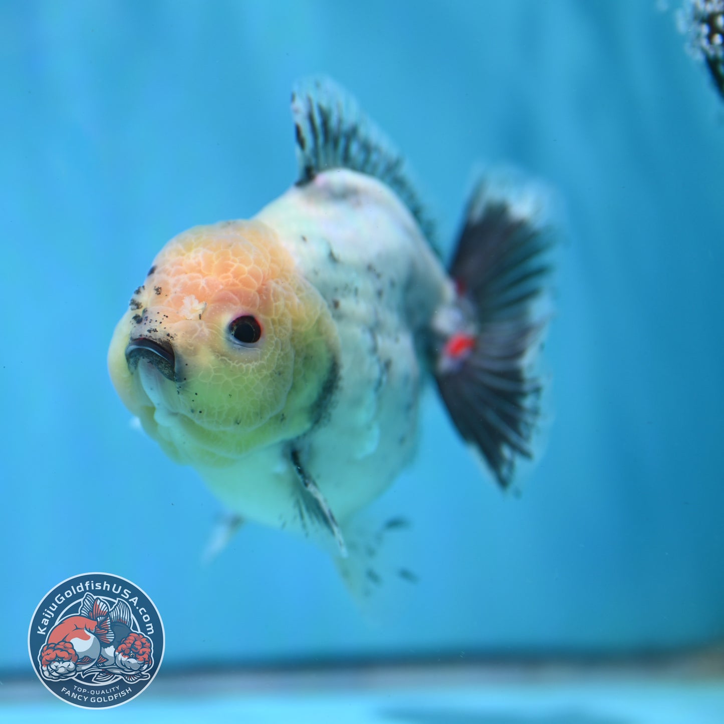 Shogun Galaxy Oranda 4 inch Body (260515_OR14)