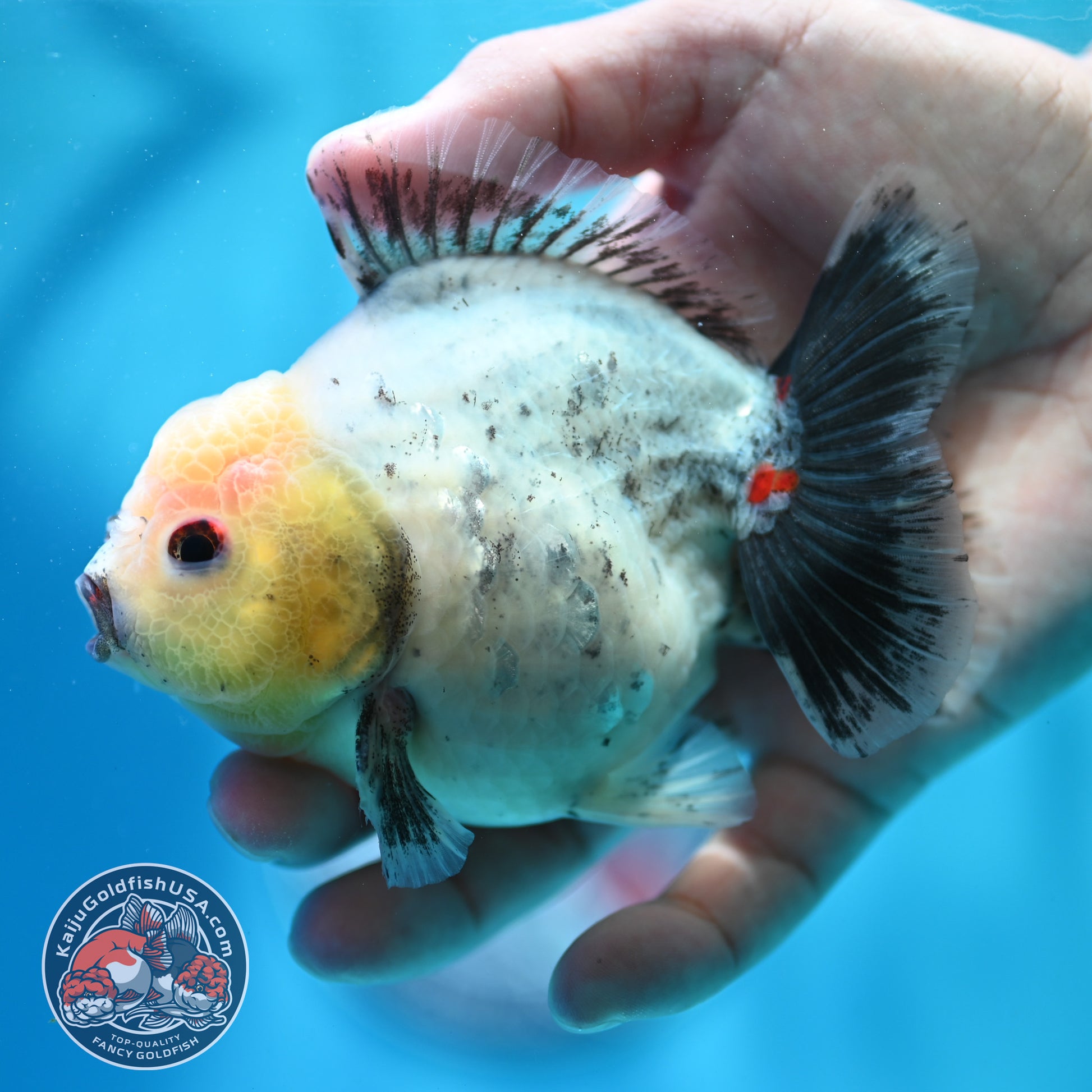 Shogun Galaxy Oranda 4 inch Body (260515_OR14)