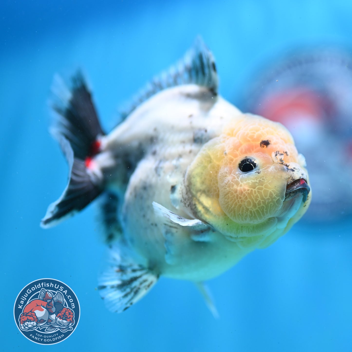 Shogun Galaxy Oranda 4 inch Body (260515_OR14)