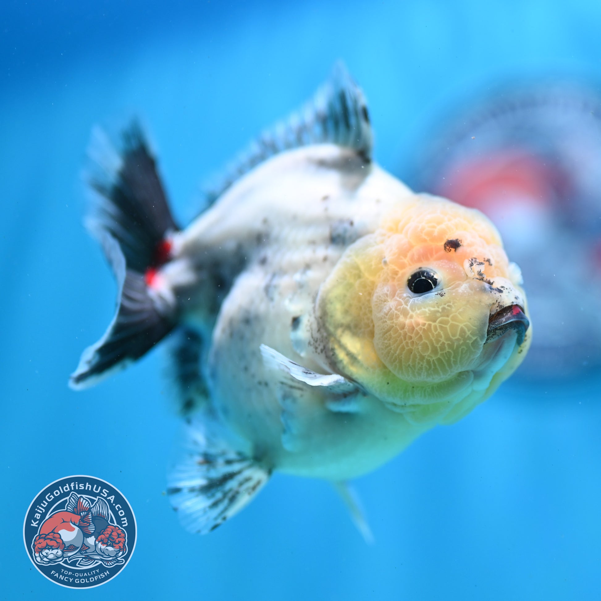 Shogun Galaxy Oranda 4 inch Body (260515_OR14)