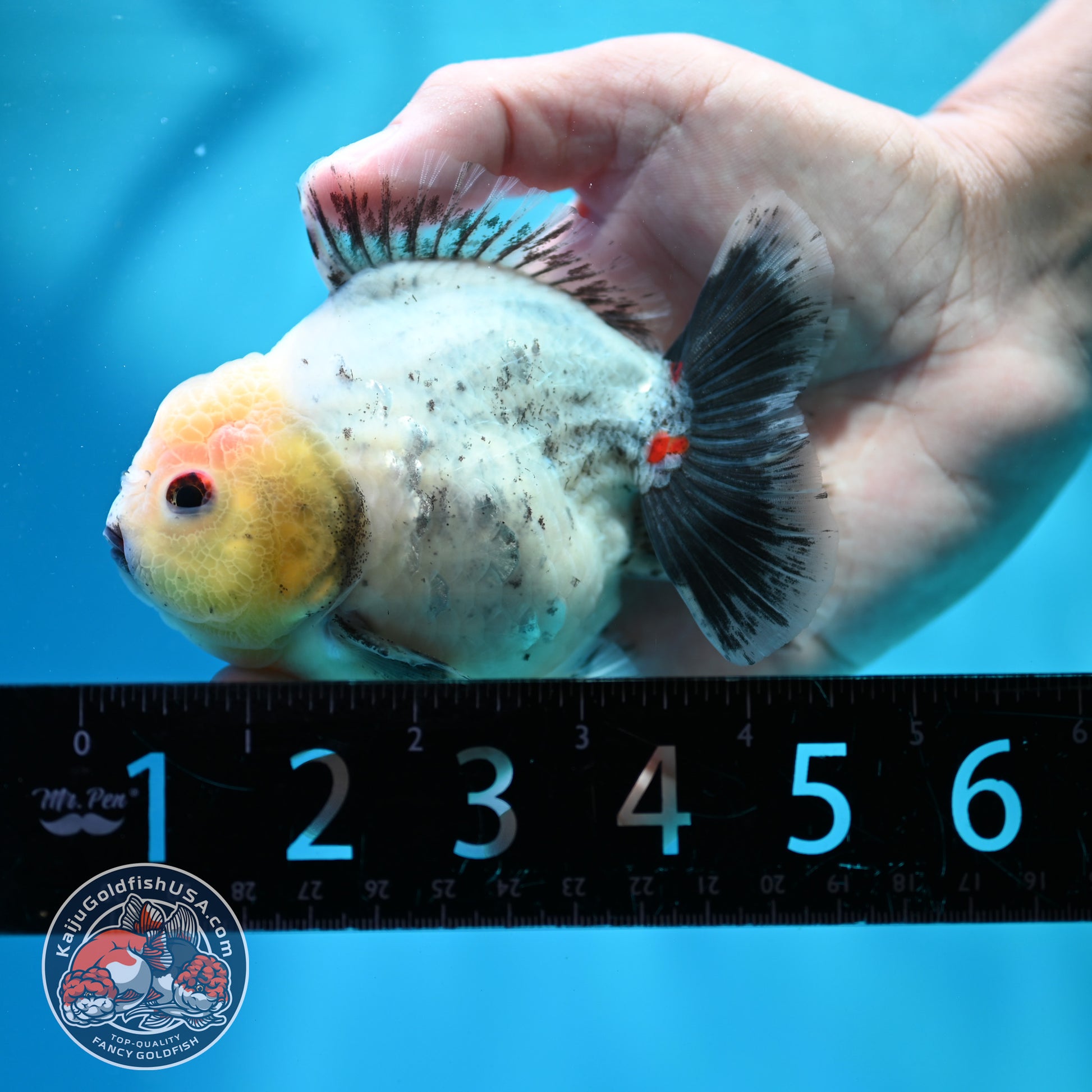 Shogun Galaxy Oranda 4 inch Body (260515_OR14)