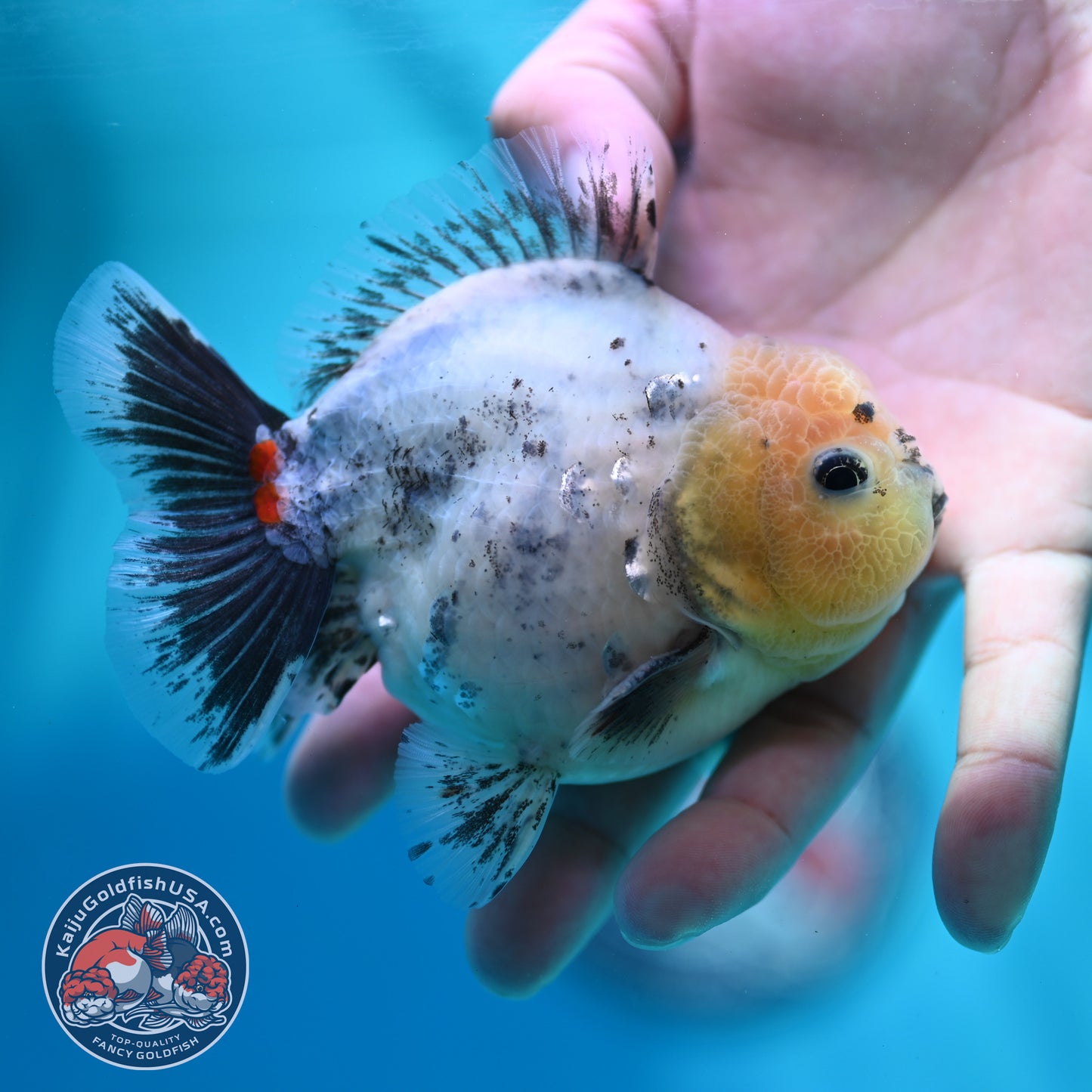 Shogun Galaxy Oranda 4 inch Body (260515_OR14)