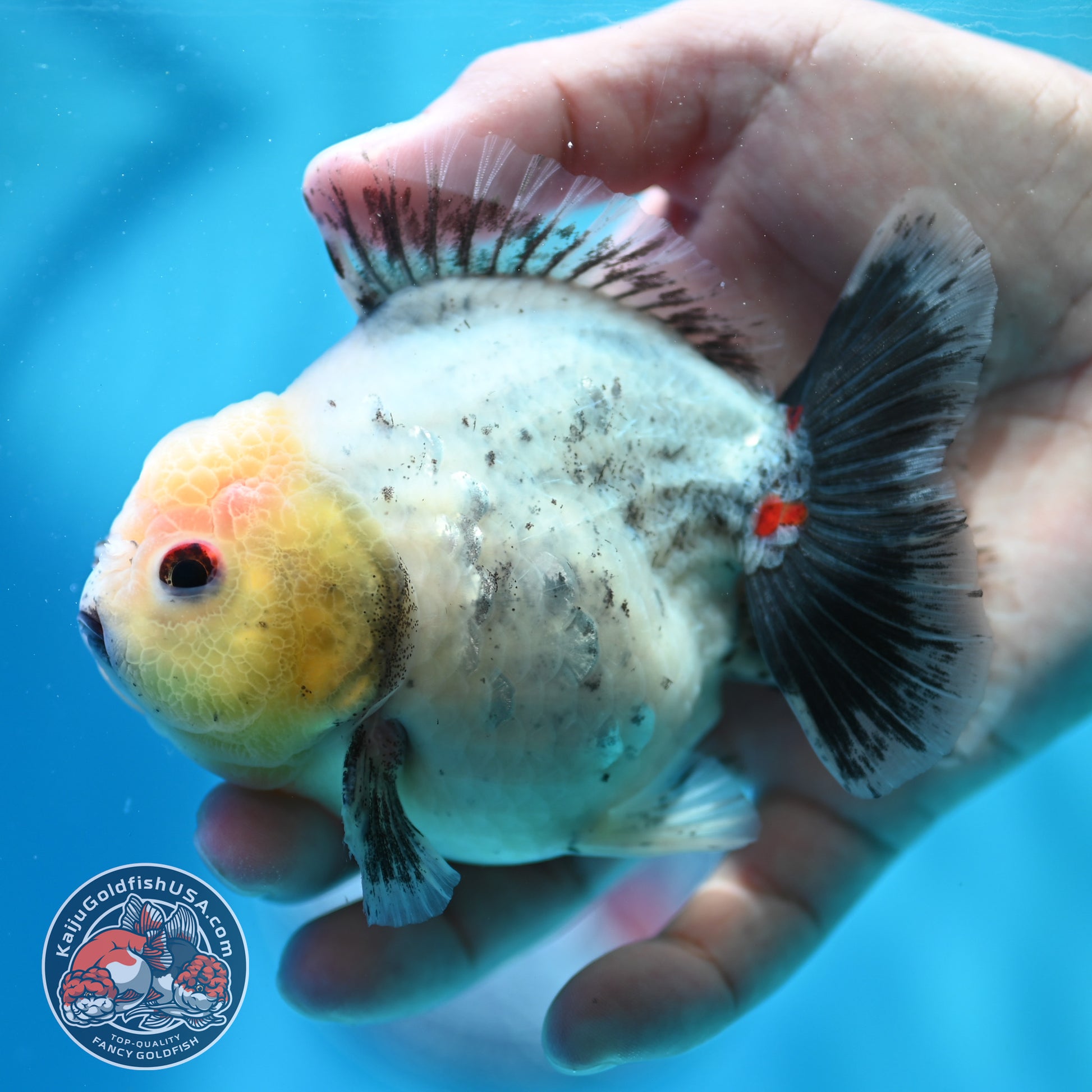 Shogun Galaxy Oranda 4 inch Body (260515_OR14)