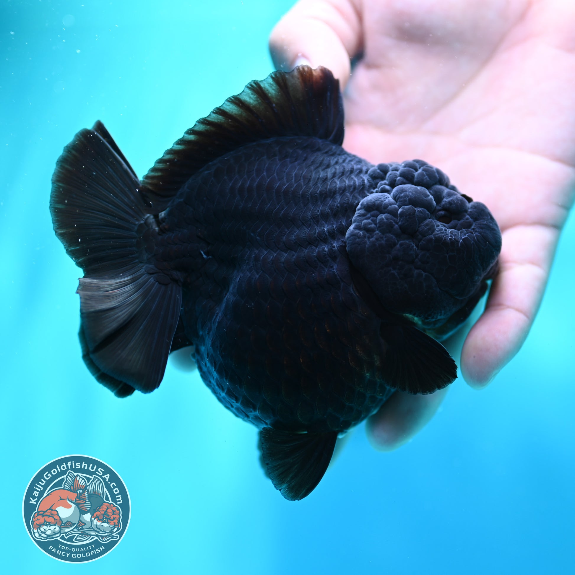Shogun Godzilla Jet Black Oranda 4 inch Body (260515_OR16)