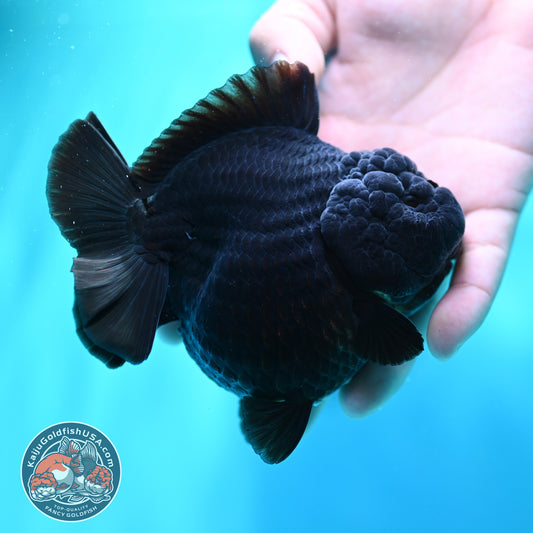 Shogun Godzilla Jet Black Oranda 4 inch Body (260515_OR16)