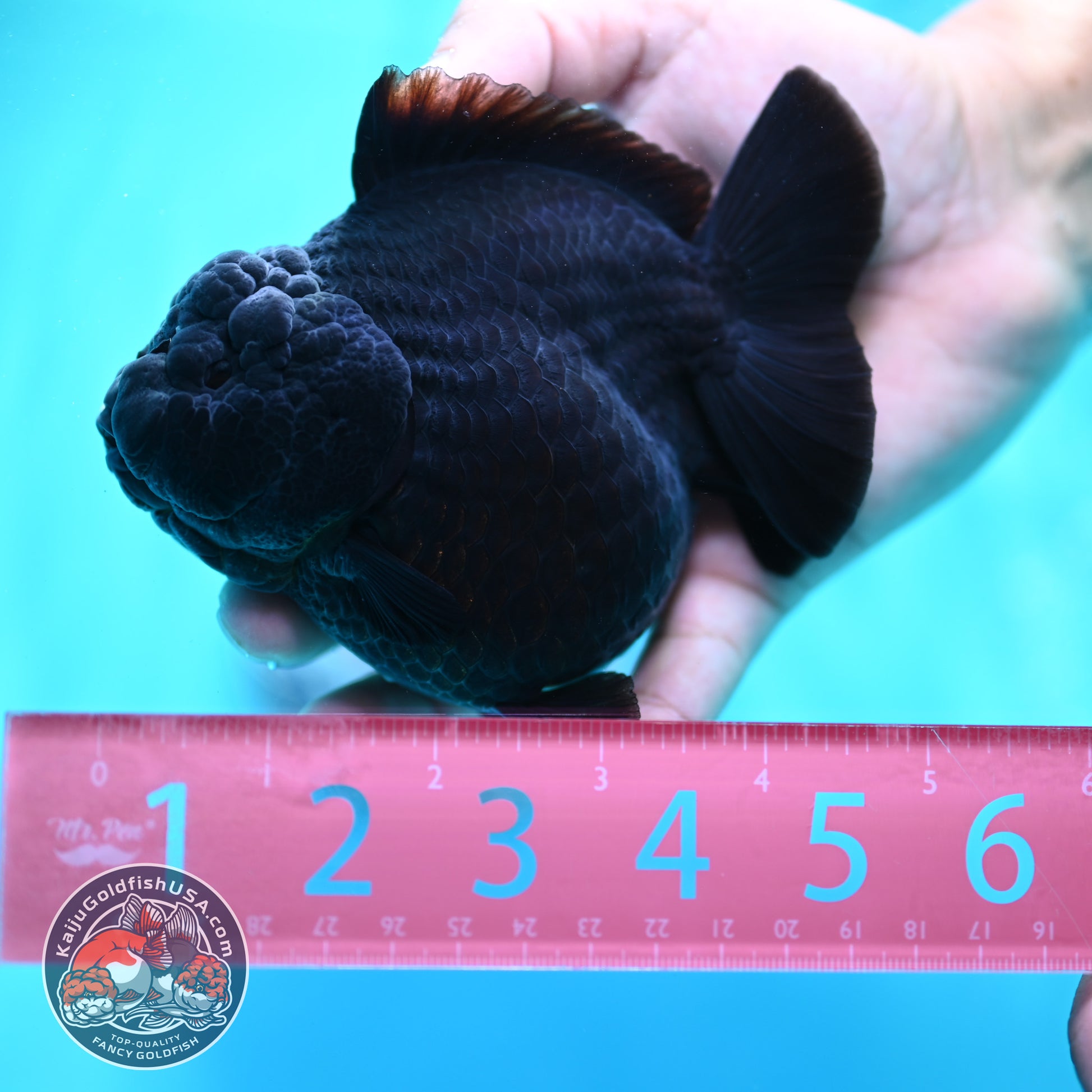 Shogun Godzilla Jet Black Oranda 4 inch Body (260515_OR16)