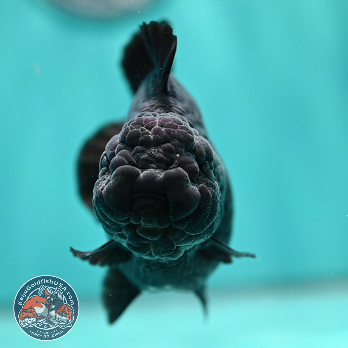 Shogun Godzilla Jet Black Oranda 4 inch Body (260515_OR16)