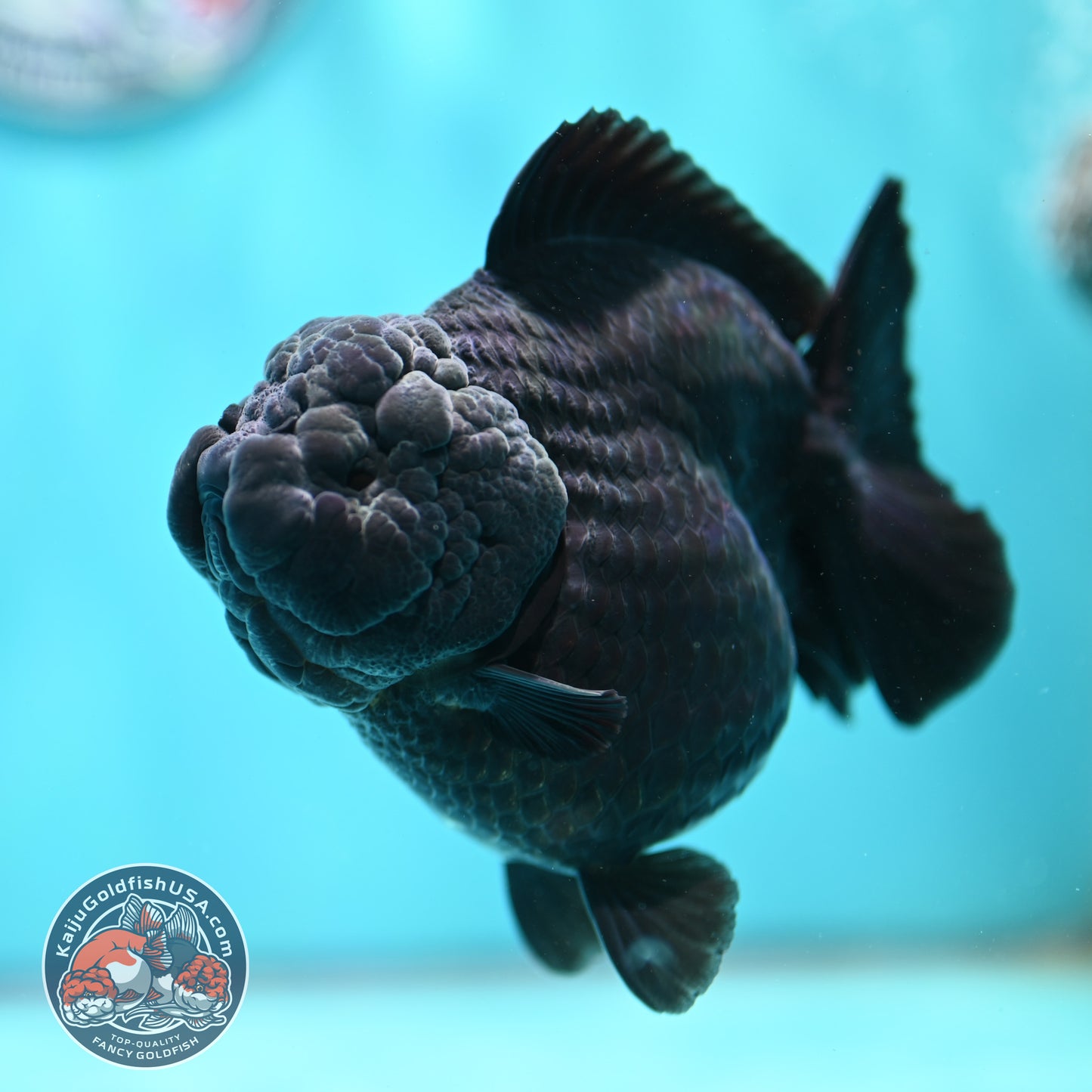 Shogun Godzilla Jet Black Oranda 4 inch Body (260515_OR16)