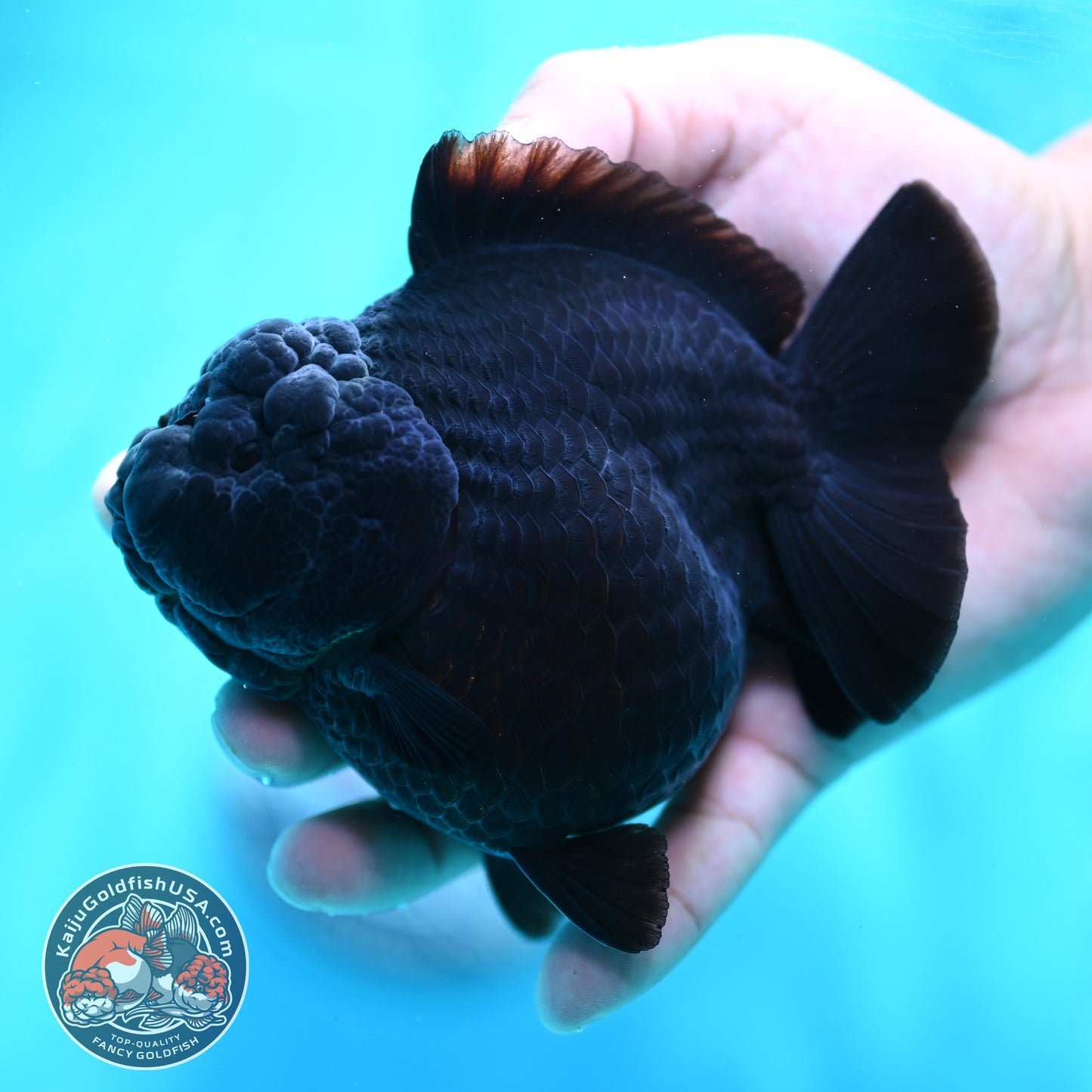 Shogun Godzilla Jet Black Oranda 4 inch Body (260515_OR16)