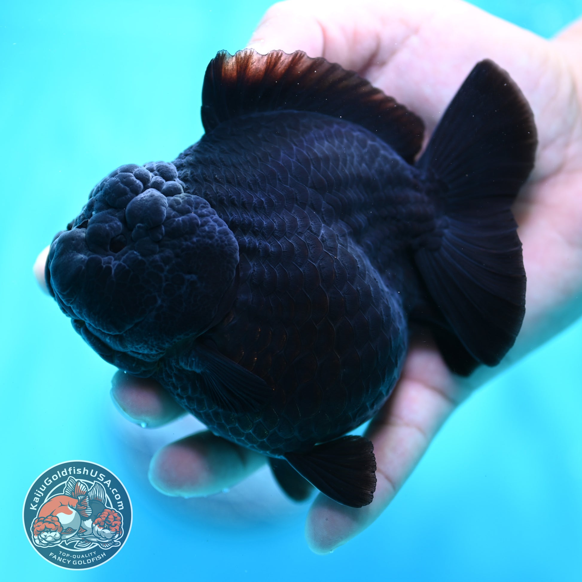 Shogun Godzilla Jet Black Oranda 4 inch Body (260515_OR16)