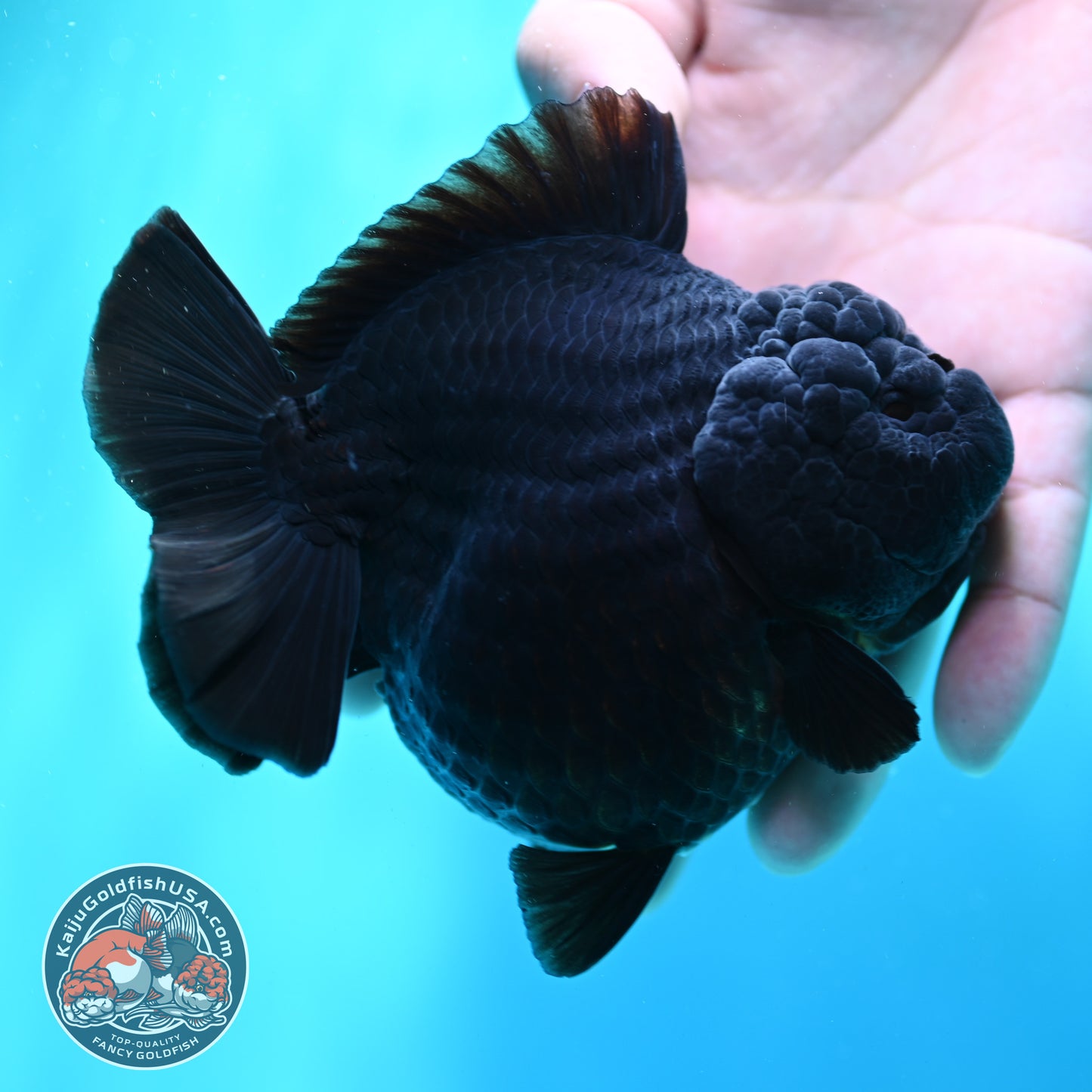 Shogun Godzilla Jet Black Oranda 4 inch Body (260515_OR16)
