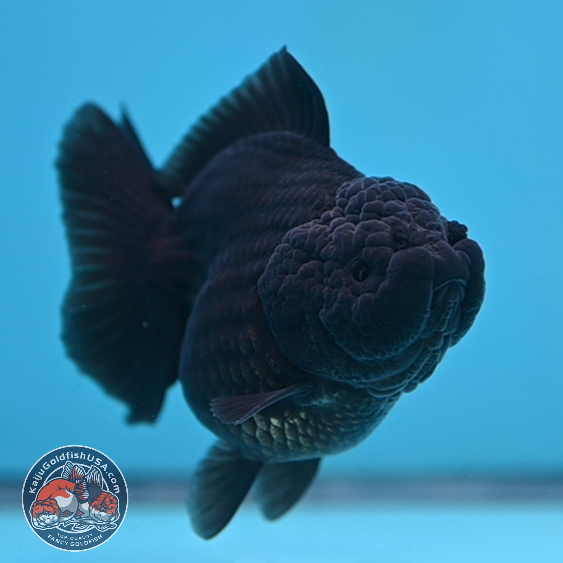 Shogun Jet Black Godzilla Oranda 3.5 inch Body (260109_OR18)