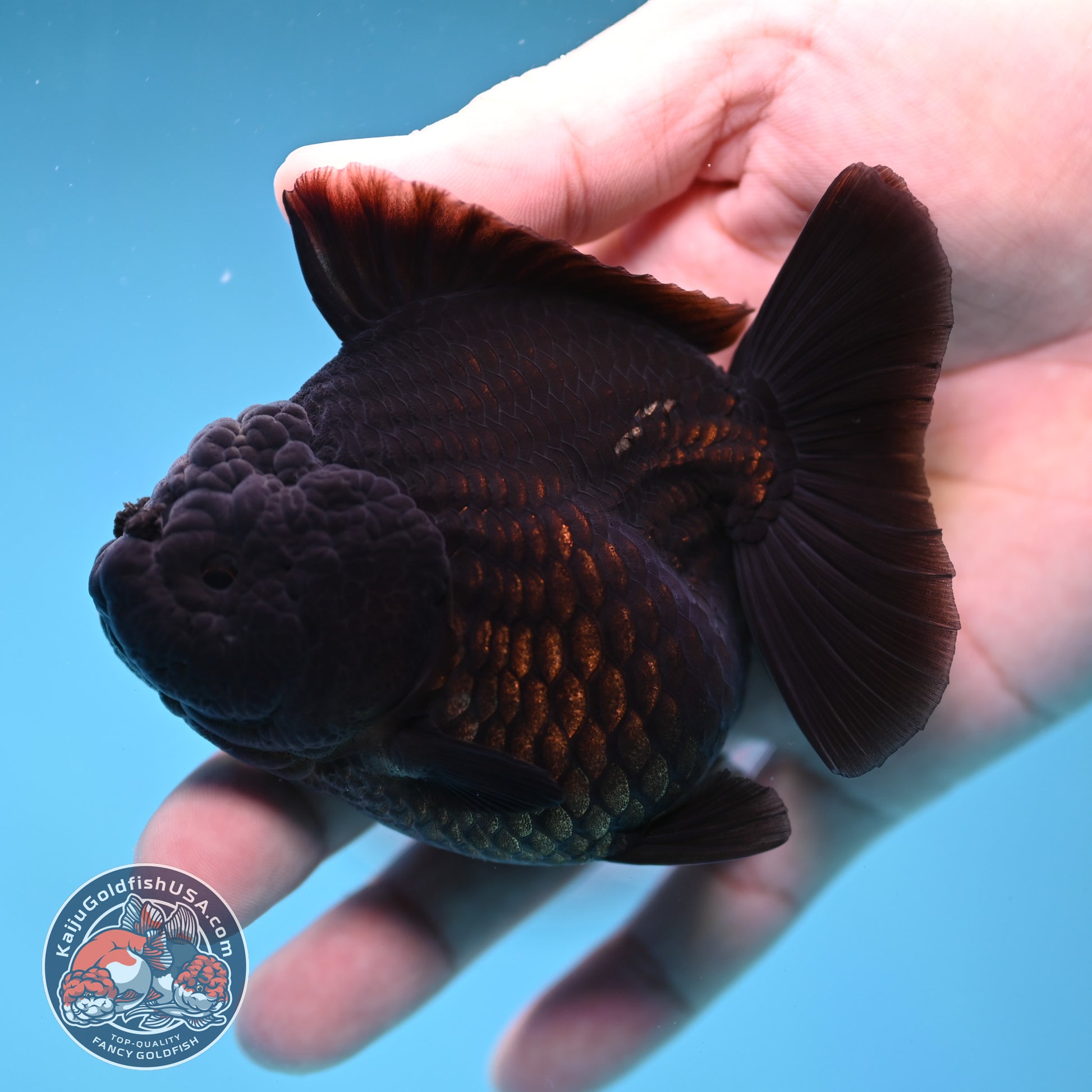 Shogun Jet Black Godzilla Oranda 3.5 inch Body (260109_OR18)
