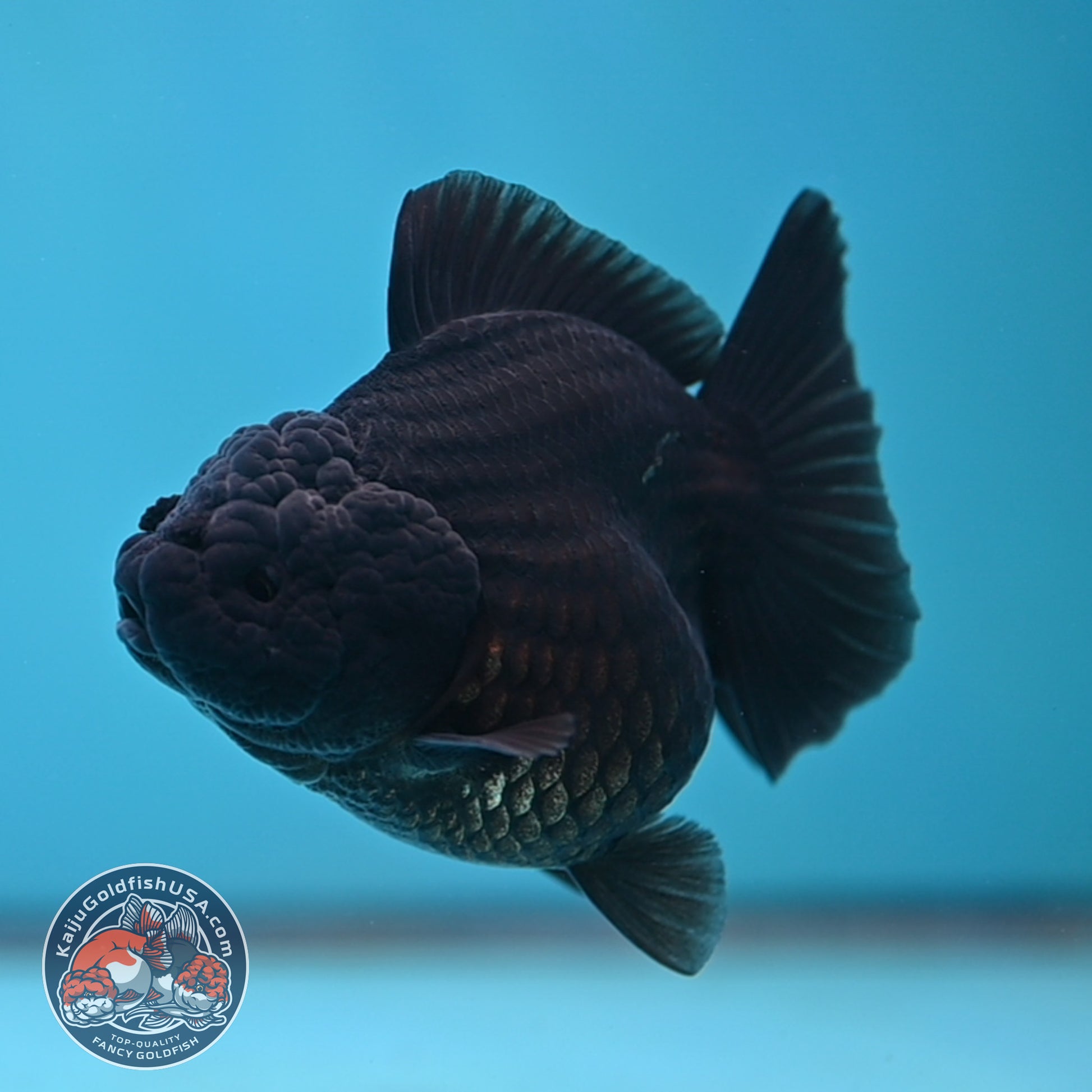 Shogun Jet Black Godzilla Oranda 3.5 inch Body (260109_OR18)