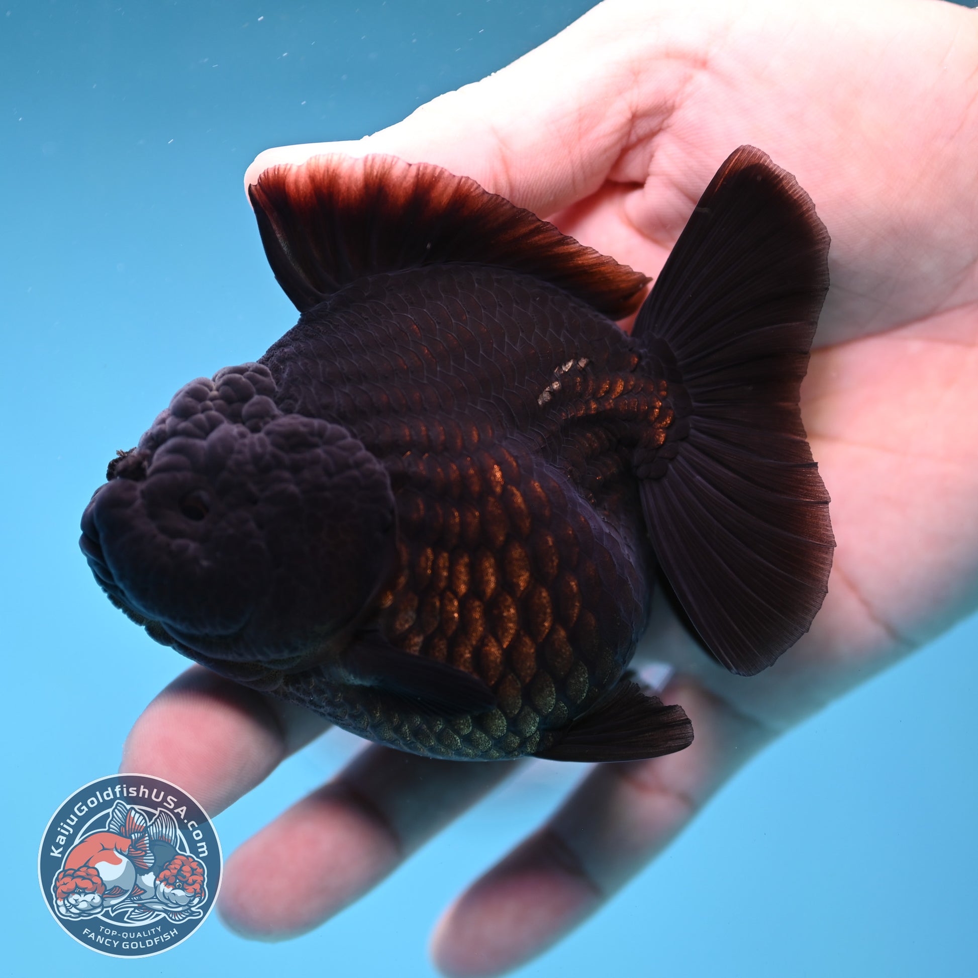 Shogun Jet Black Godzilla Oranda 3.5 inch Body (260109_OR18)