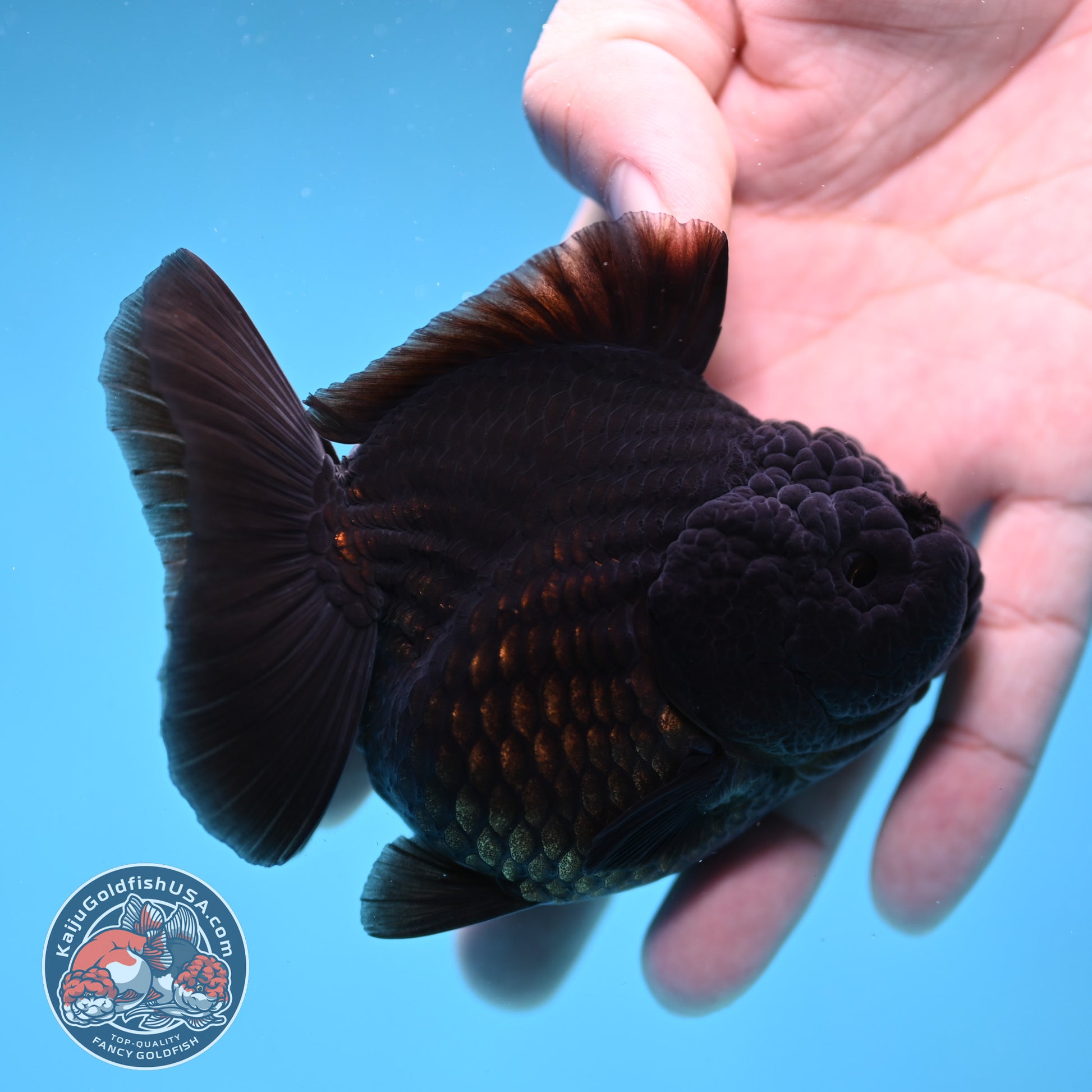 Shogun Jet Black Godzilla Oranda 3.5 inch Body (260109_OR18)