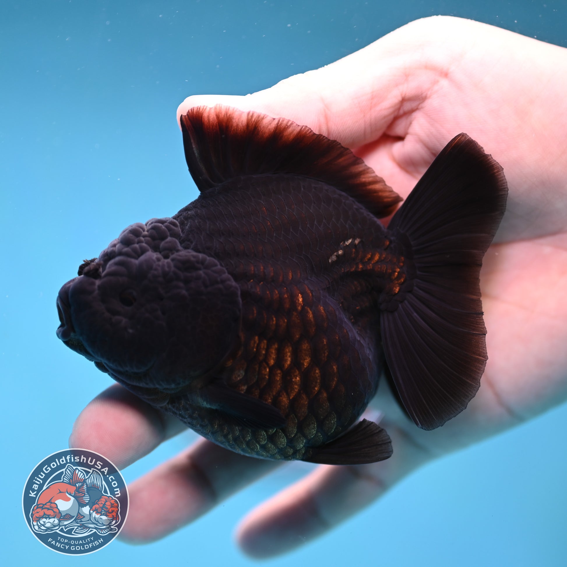 Shogun Jet Black Godzilla Oranda 3.5 inch Body (260109_OR18)
