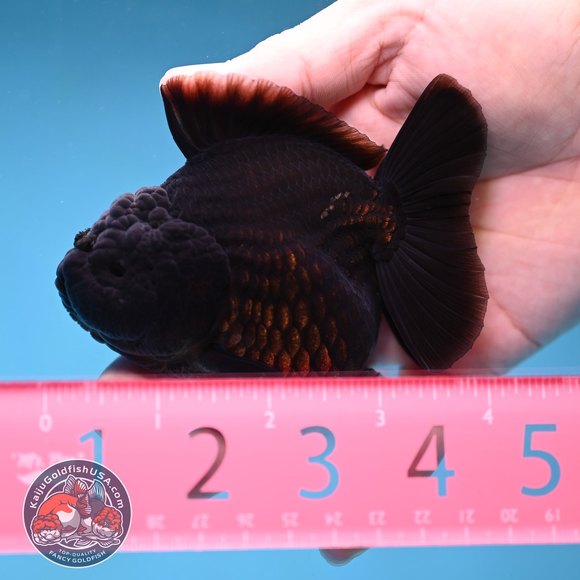 Shogun Jet Black Godzilla Oranda 3.5 inch Body (260109_OR18)