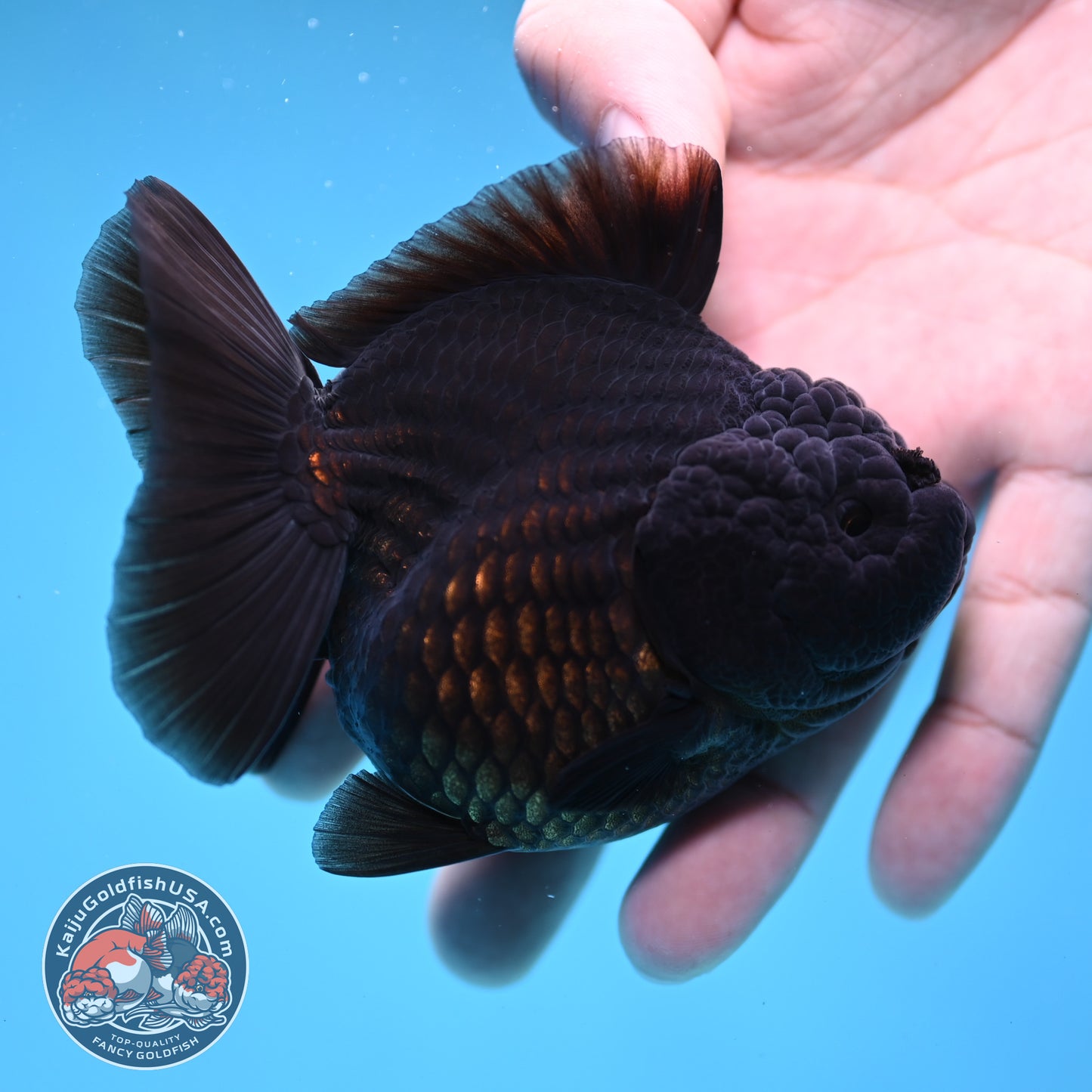 Shogun Jet Black Godzilla Oranda 3.5 inch Body (260109_OR18)