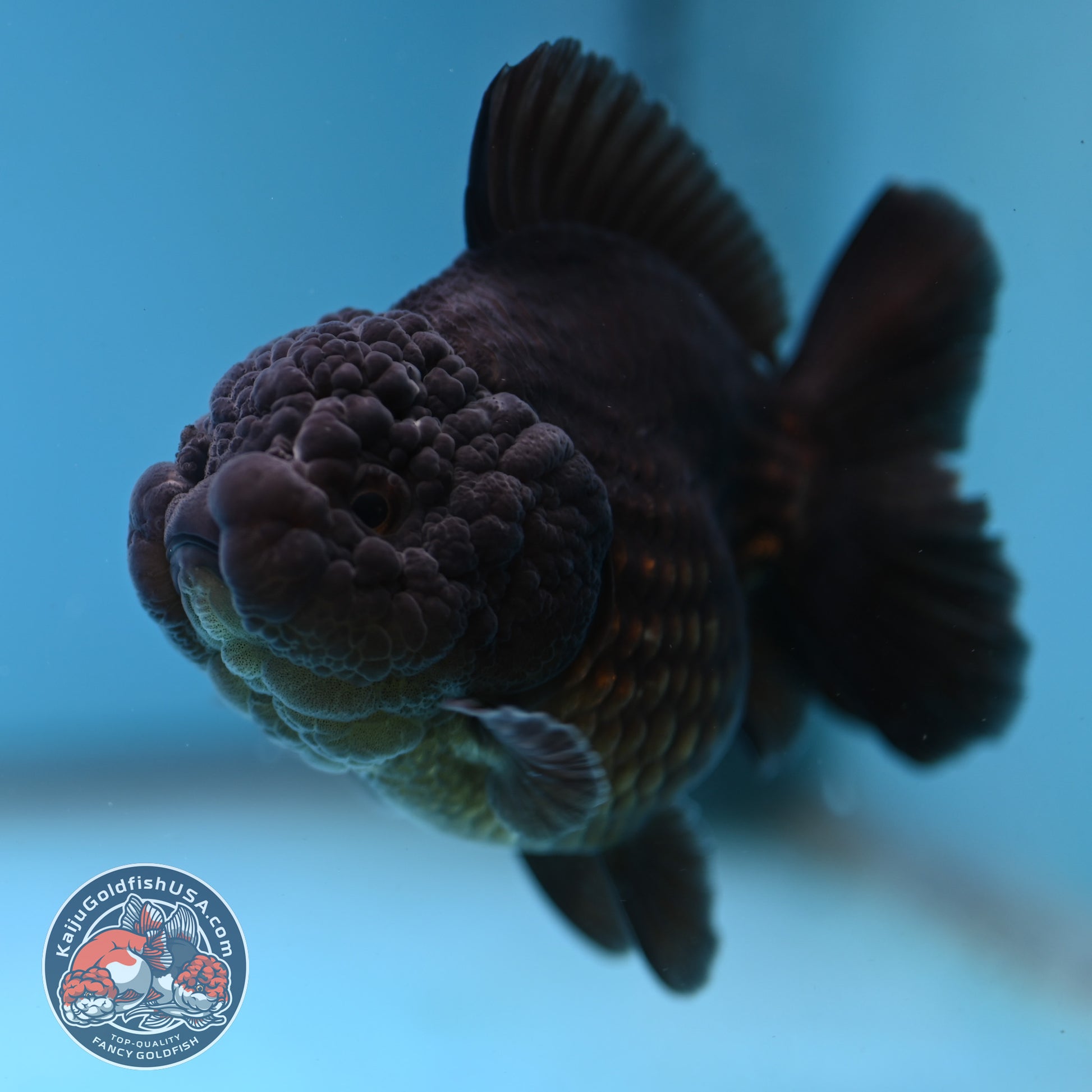 Shogun Jet Black Godzilla Oranda 3.5 inch Body (260109_OR23)