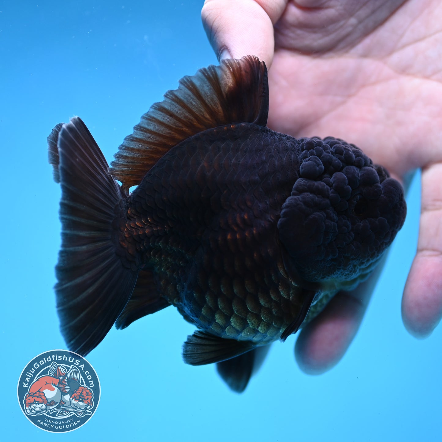 Shogun Jet Black Godzilla Oranda 3.5 inch Body (260109_OR23)