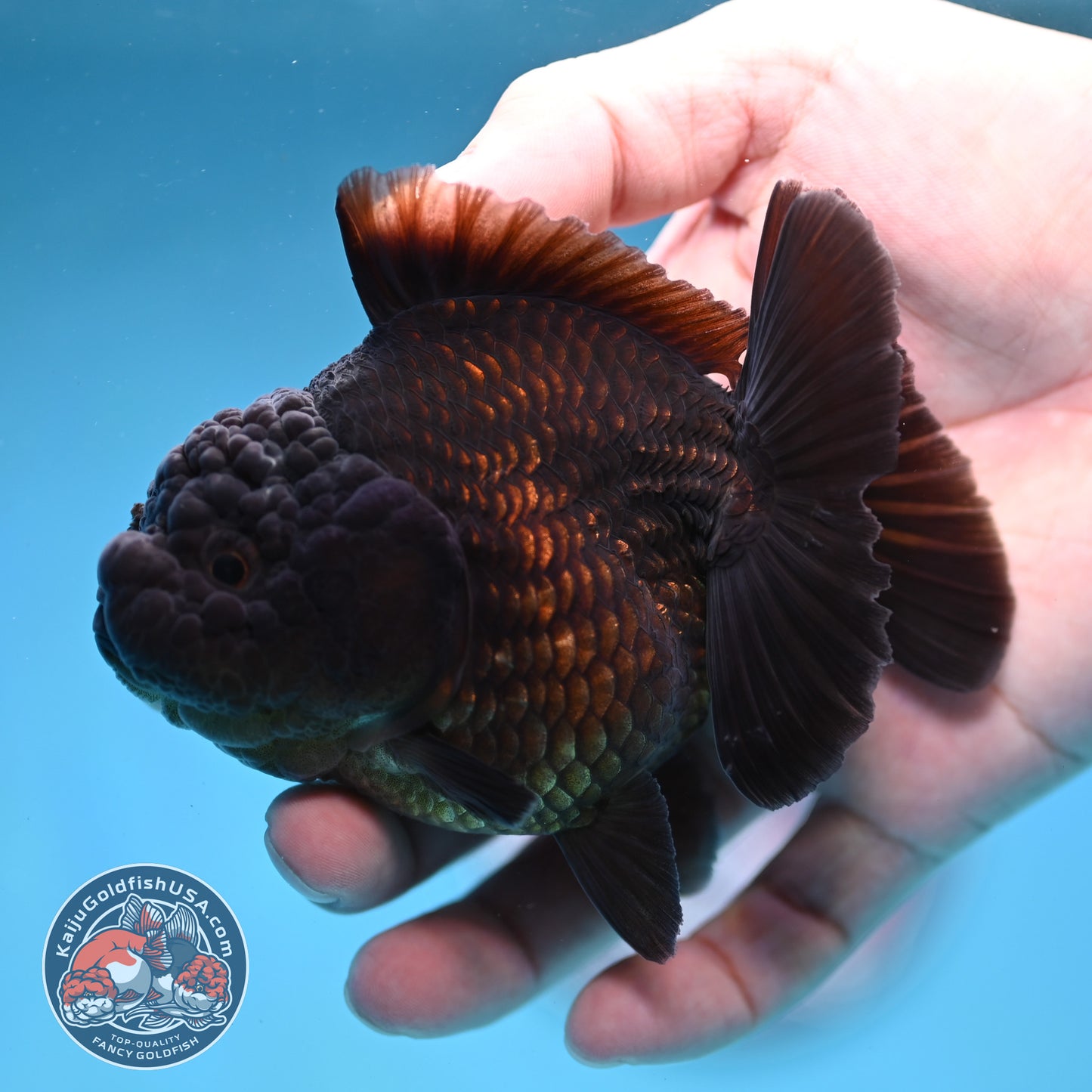 Shogun Jet Black Godzilla Oranda 3.5 inch Body (260109_OR23)