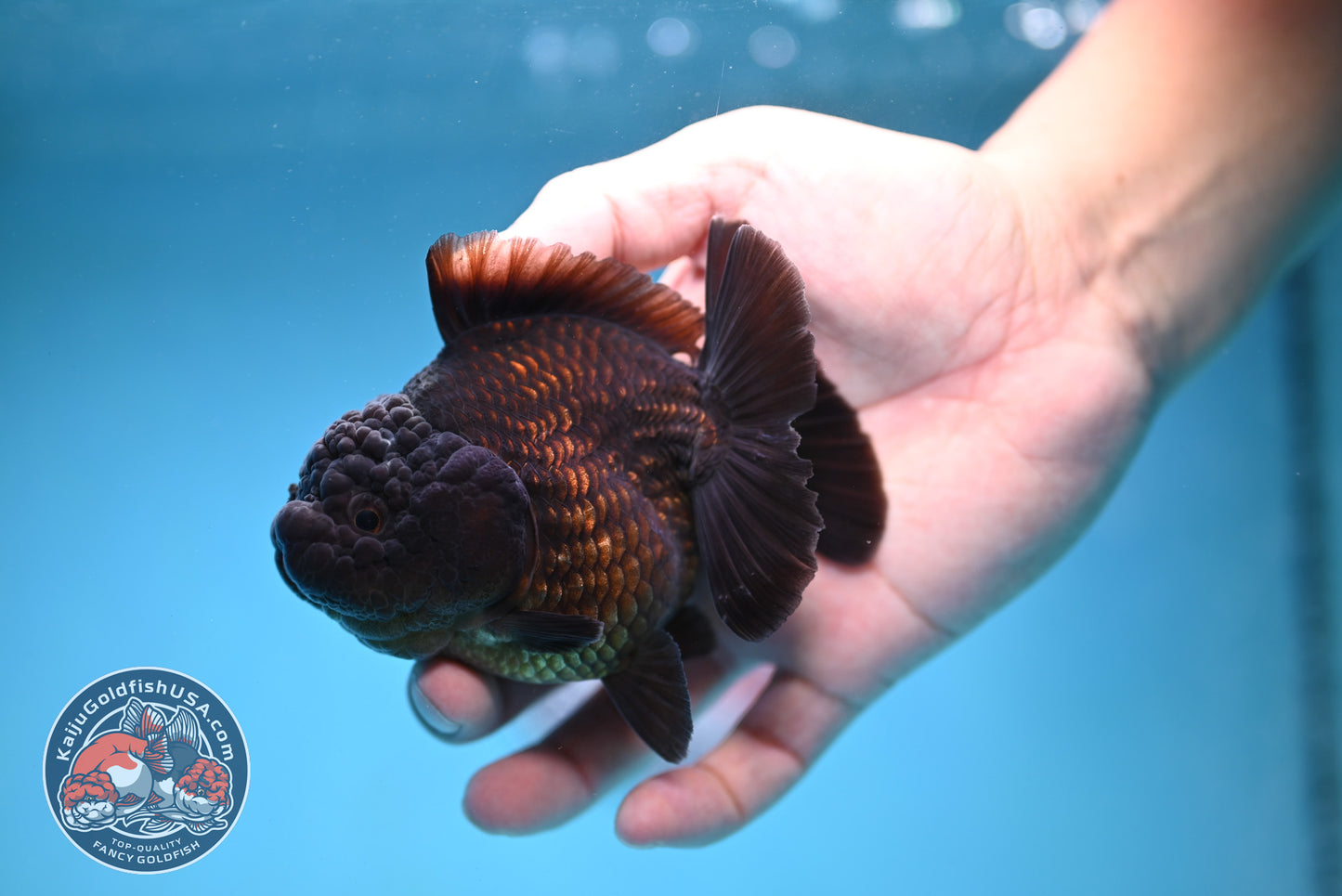 Shogun Jet Black Godzilla Oranda 3.5 inch Body (260109_OR23)