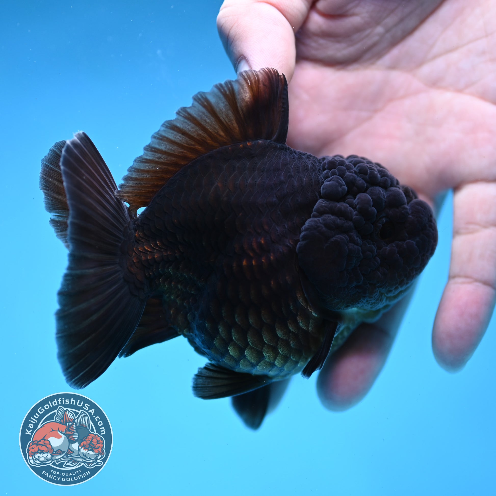 Shogun Jet Black Godzilla Oranda 3.5 inch Body (260109_OR23)