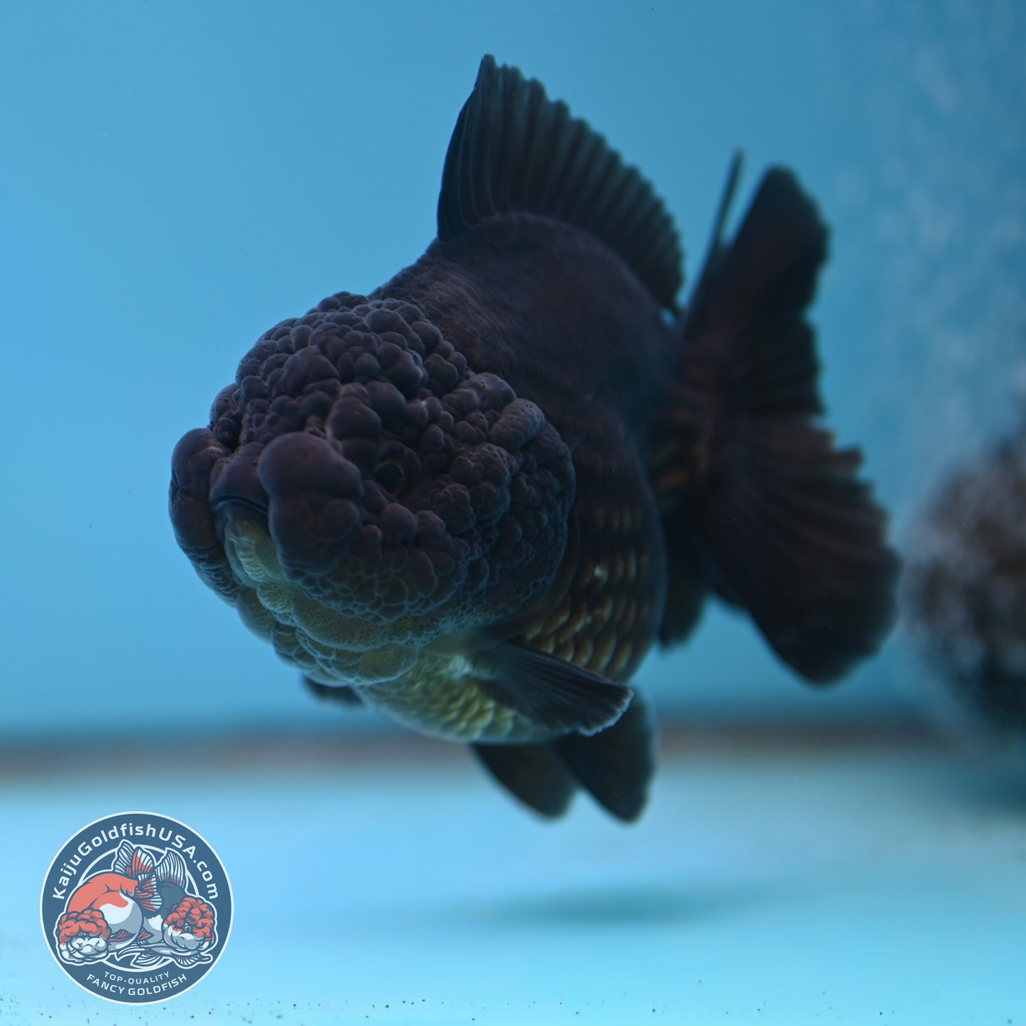 Shogun Jet Black Godzilla Oranda 3.5 inch Body (260109_OR23)