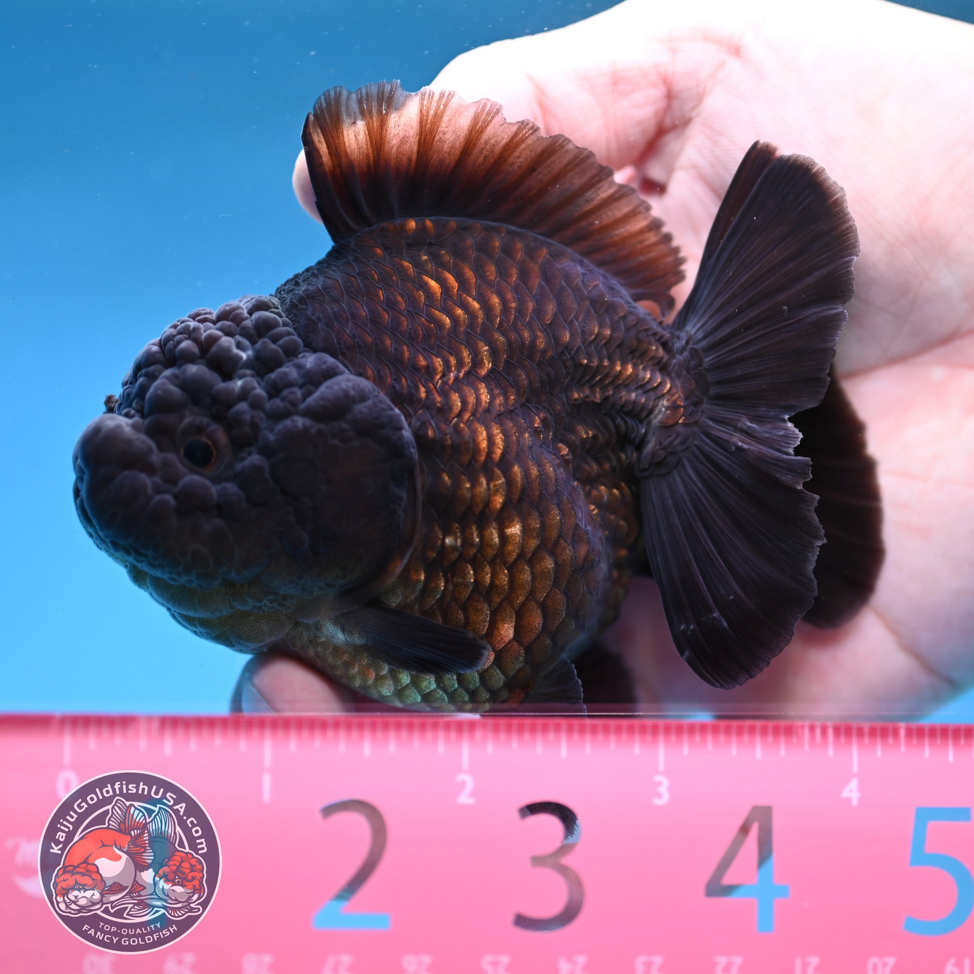 Shogun Jet Black Godzilla Oranda 3.5 inch Body (260109_OR23)
