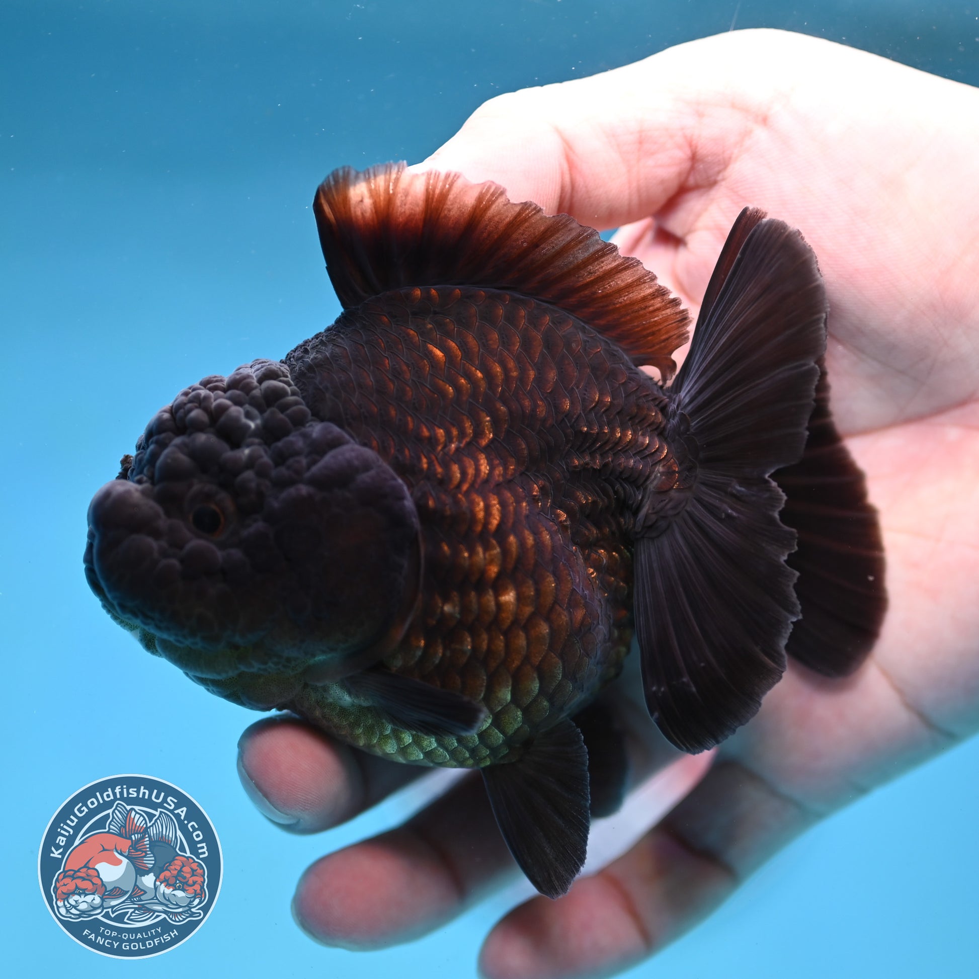 Shogun Jet Black Godzilla Oranda 3.5 inch Body (260109_OR23)