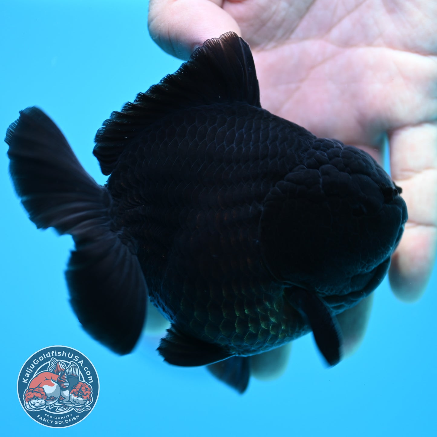 Shogun Jet Black Oranda 4 inch Body (260320_OR11)
