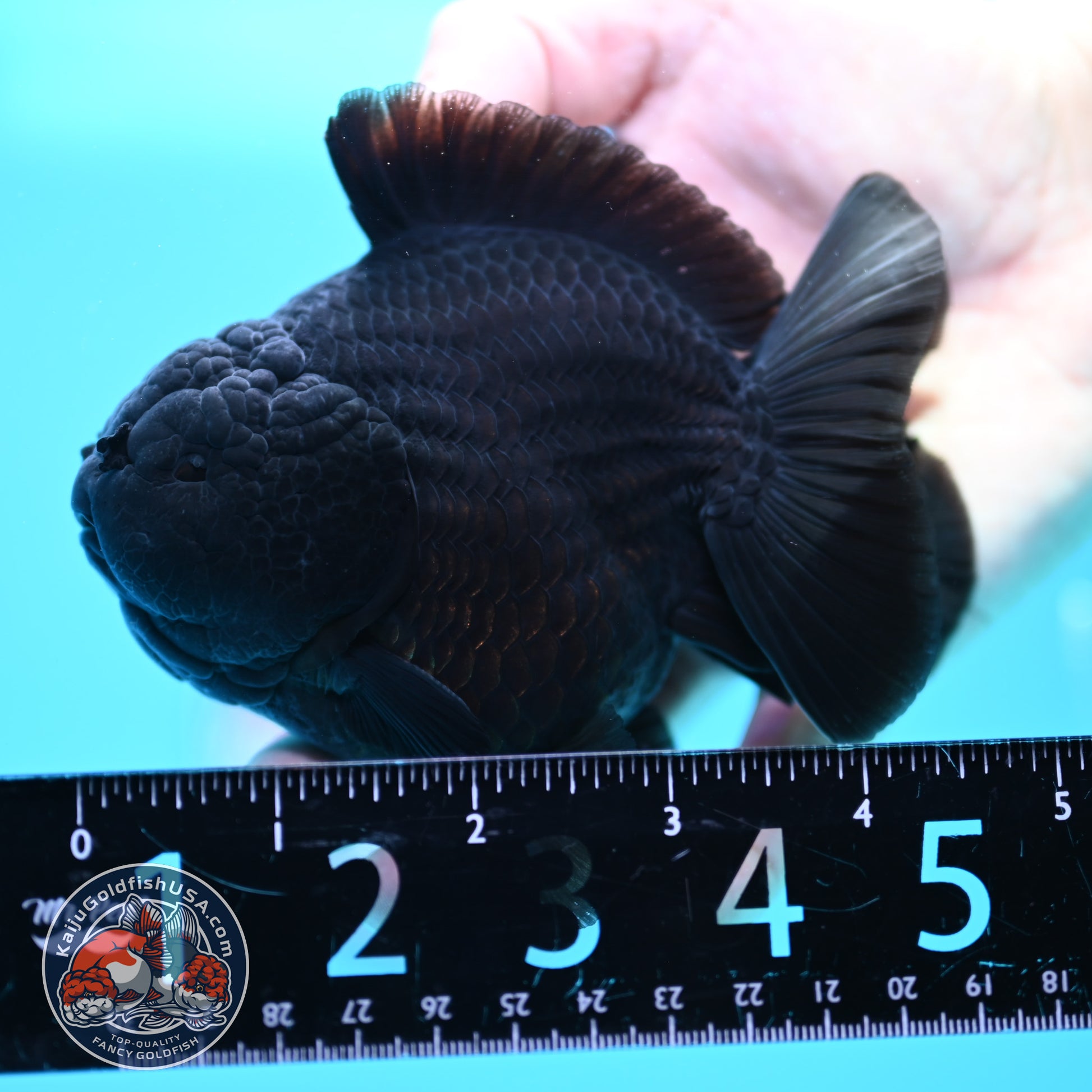 Shogun Jet Black Oranda 4 inch Body (260320_OR11)