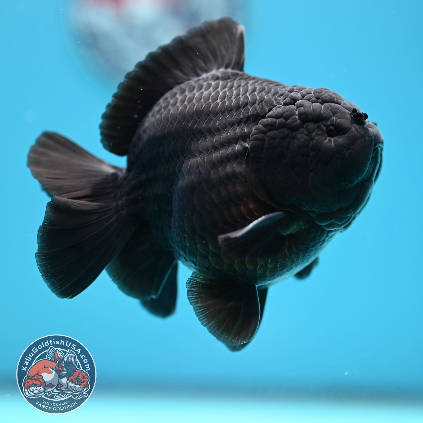 Shogun Jet Black Oranda 4 inch Body (260320_OR11)